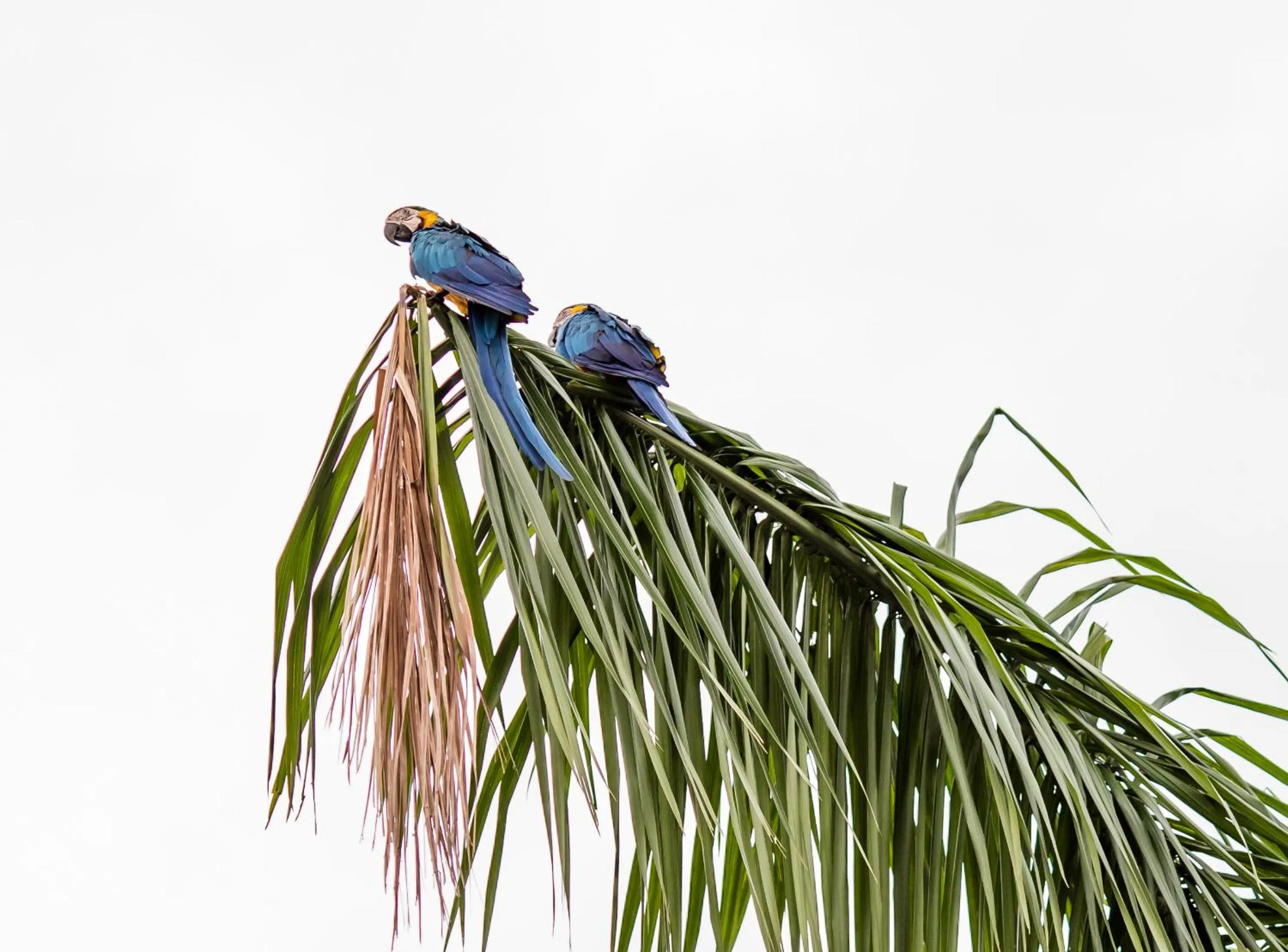 Animals in Hotel Morada do Sol