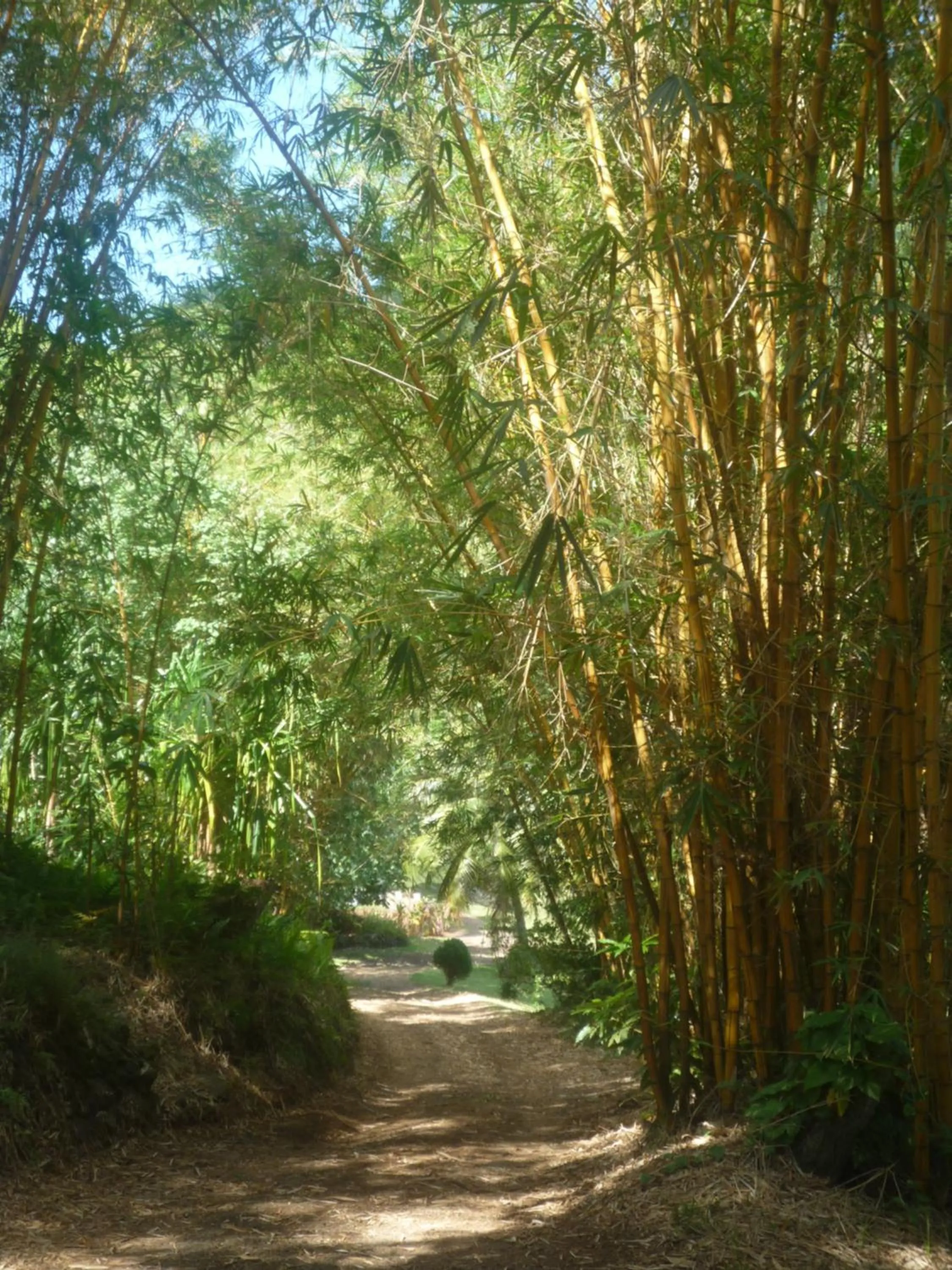 Garden view in Vanira Lodge