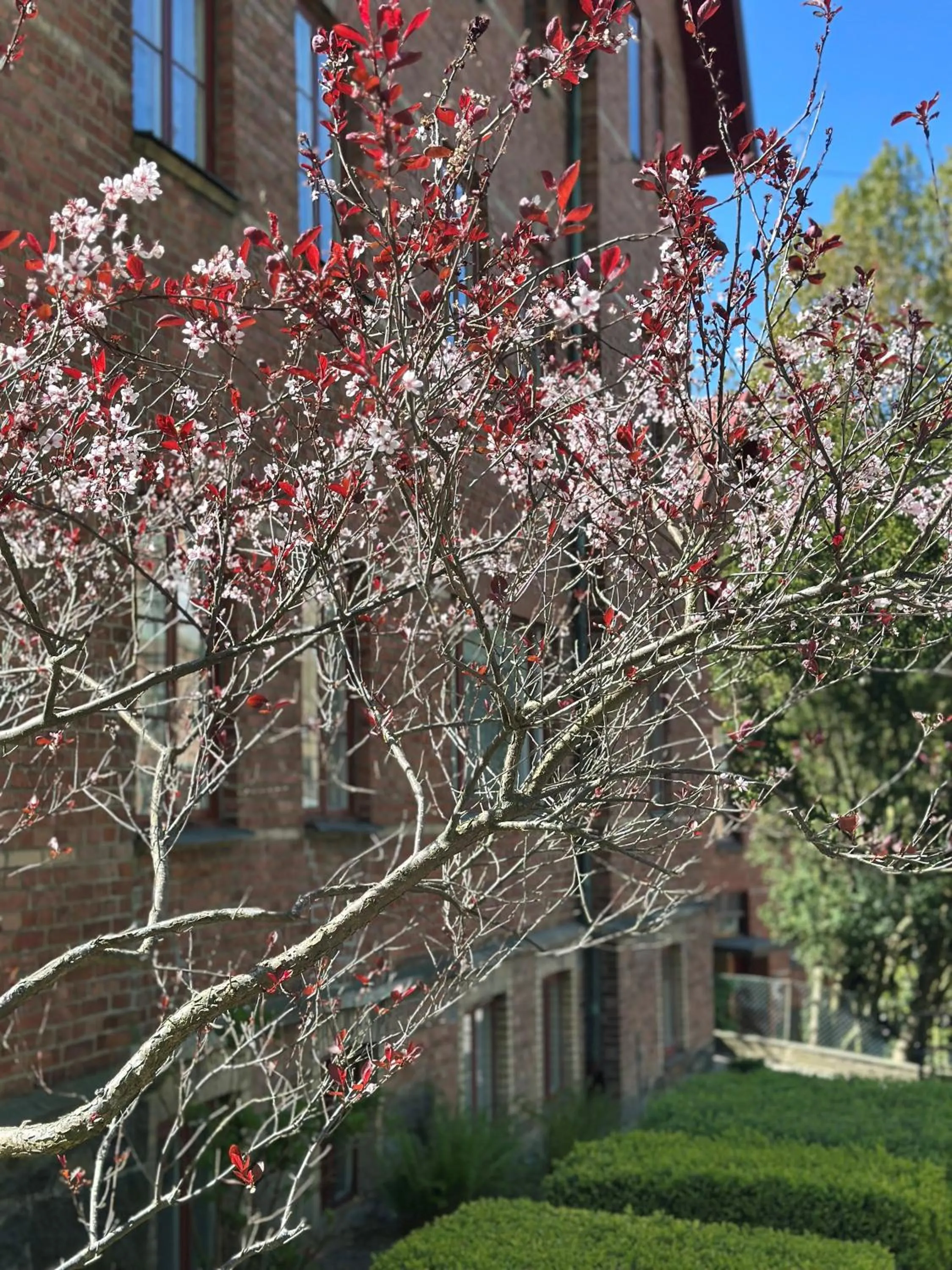 Garden in WOW, Föreningsgatan 9