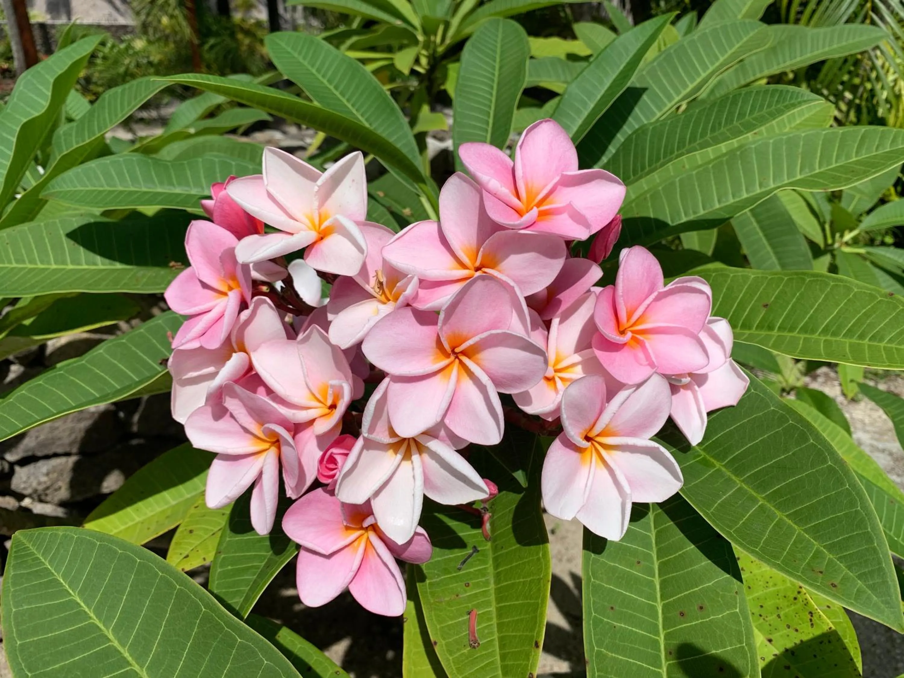 Garden in Maitai Bora Bora