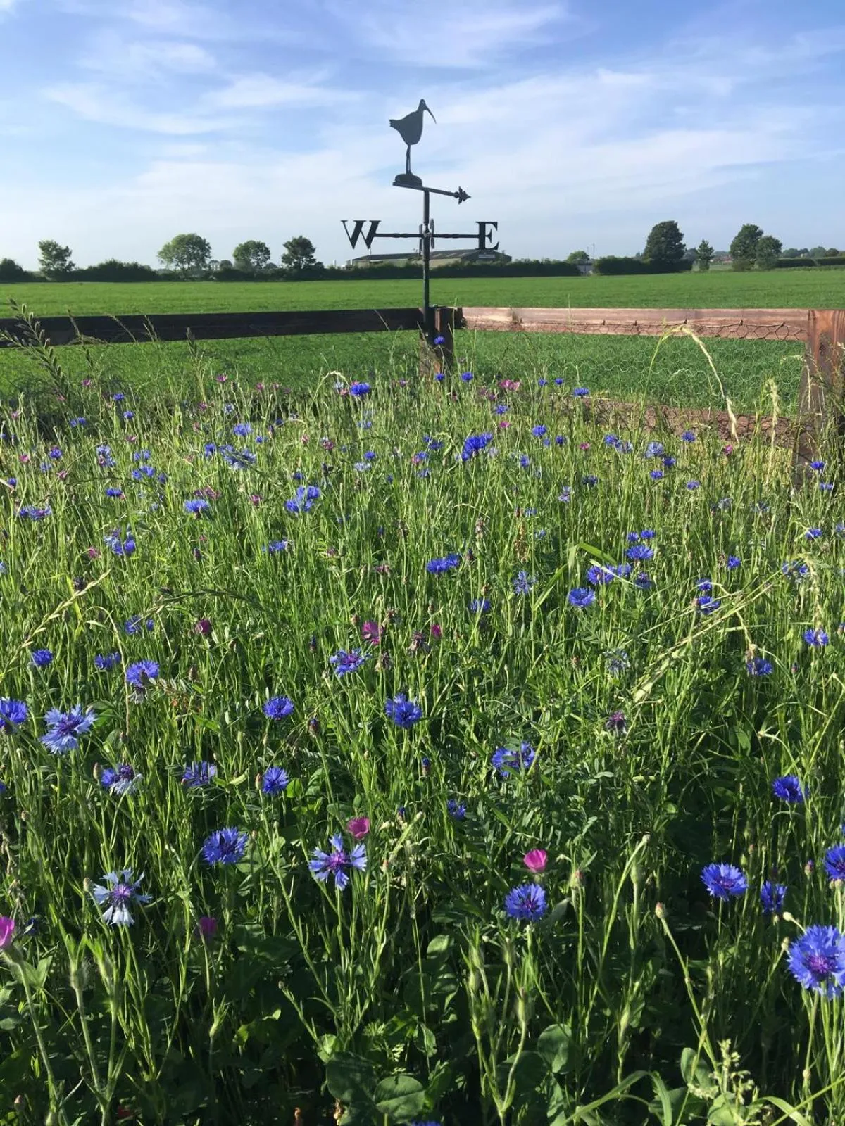 Spring in Morndyke Shepherds Huts