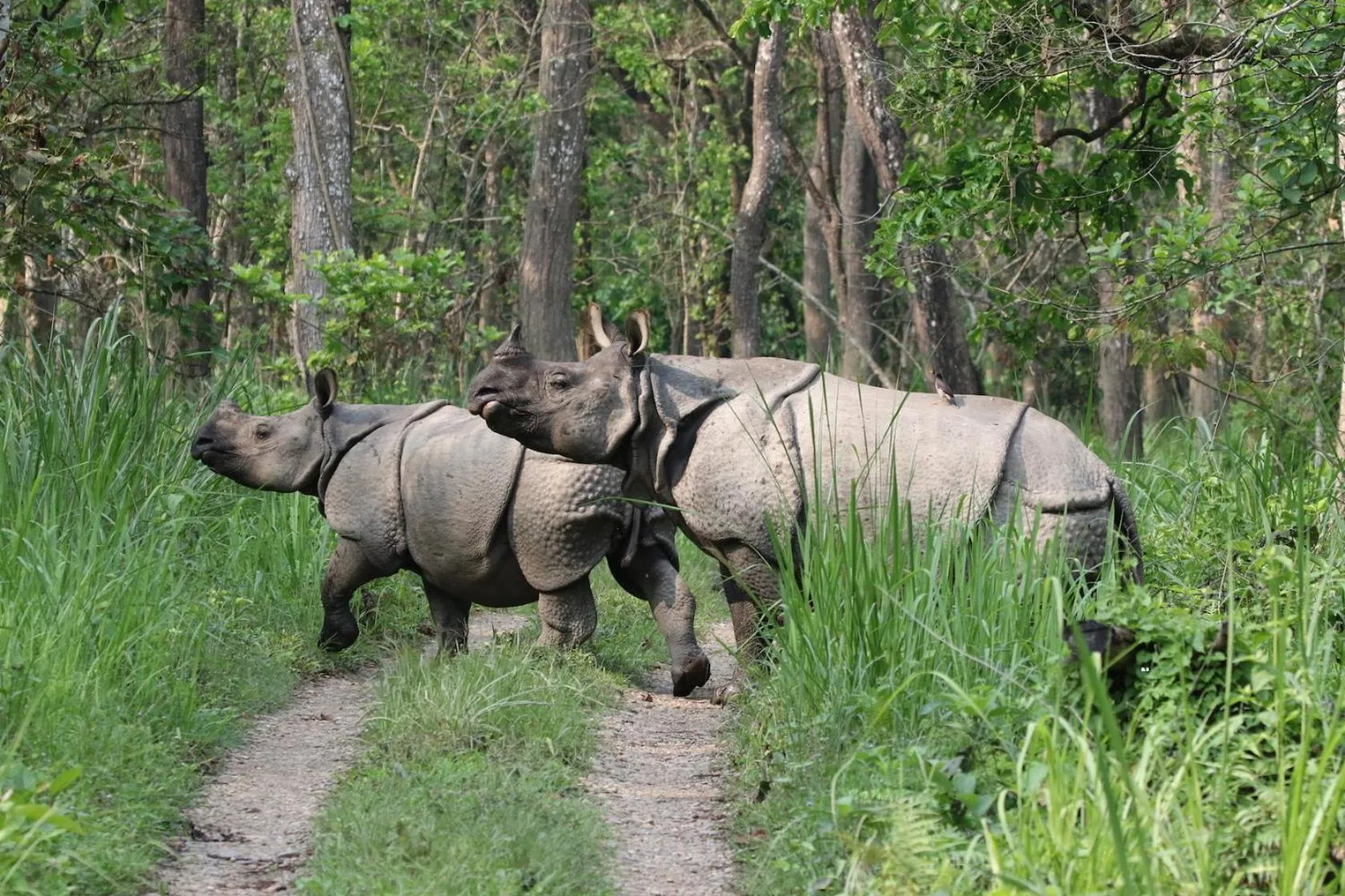 Animals in Jungle Safari Lodge- Serenity in the Wild