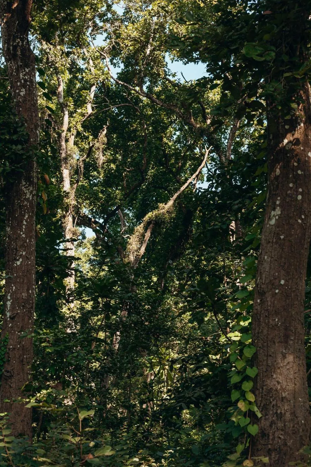 Jungle Safari Lodge- Serenity in the Wild