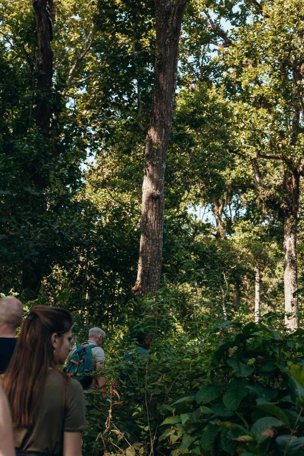 Jungle Safari Lodge- Serenity in the Wild