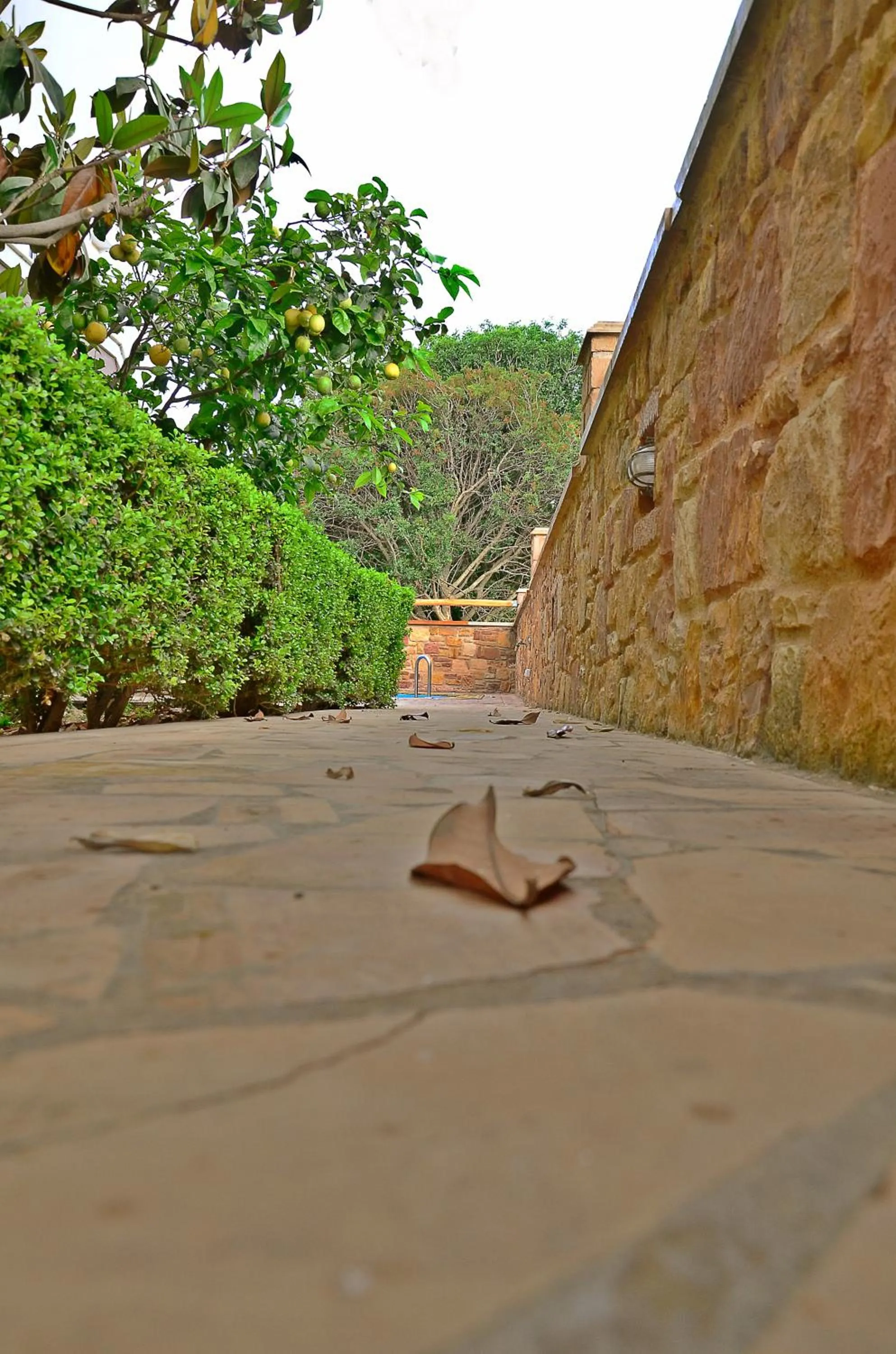 Garden in Mastiha Villas in Town
