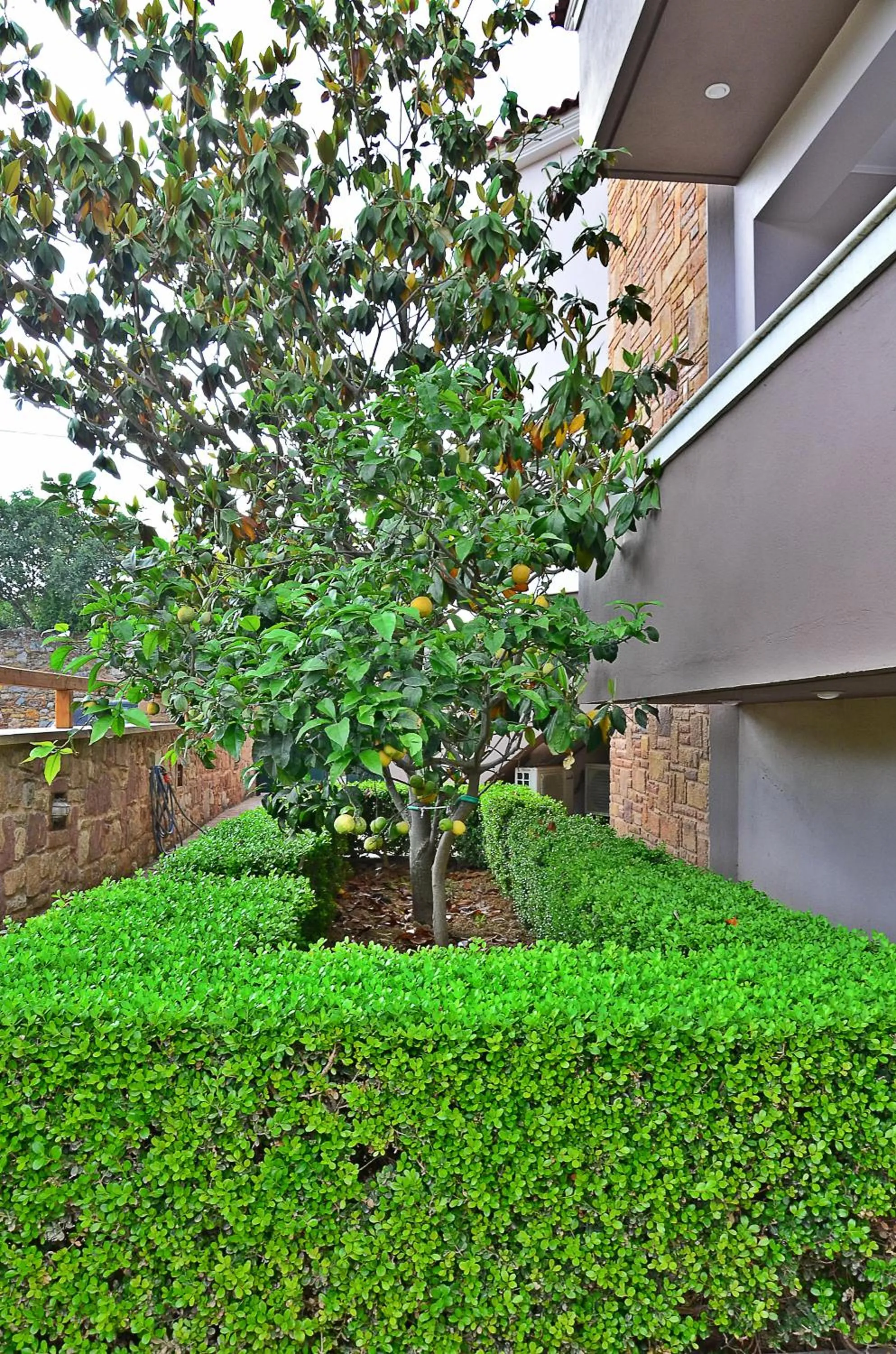 Garden in Mastiha Villas in Town