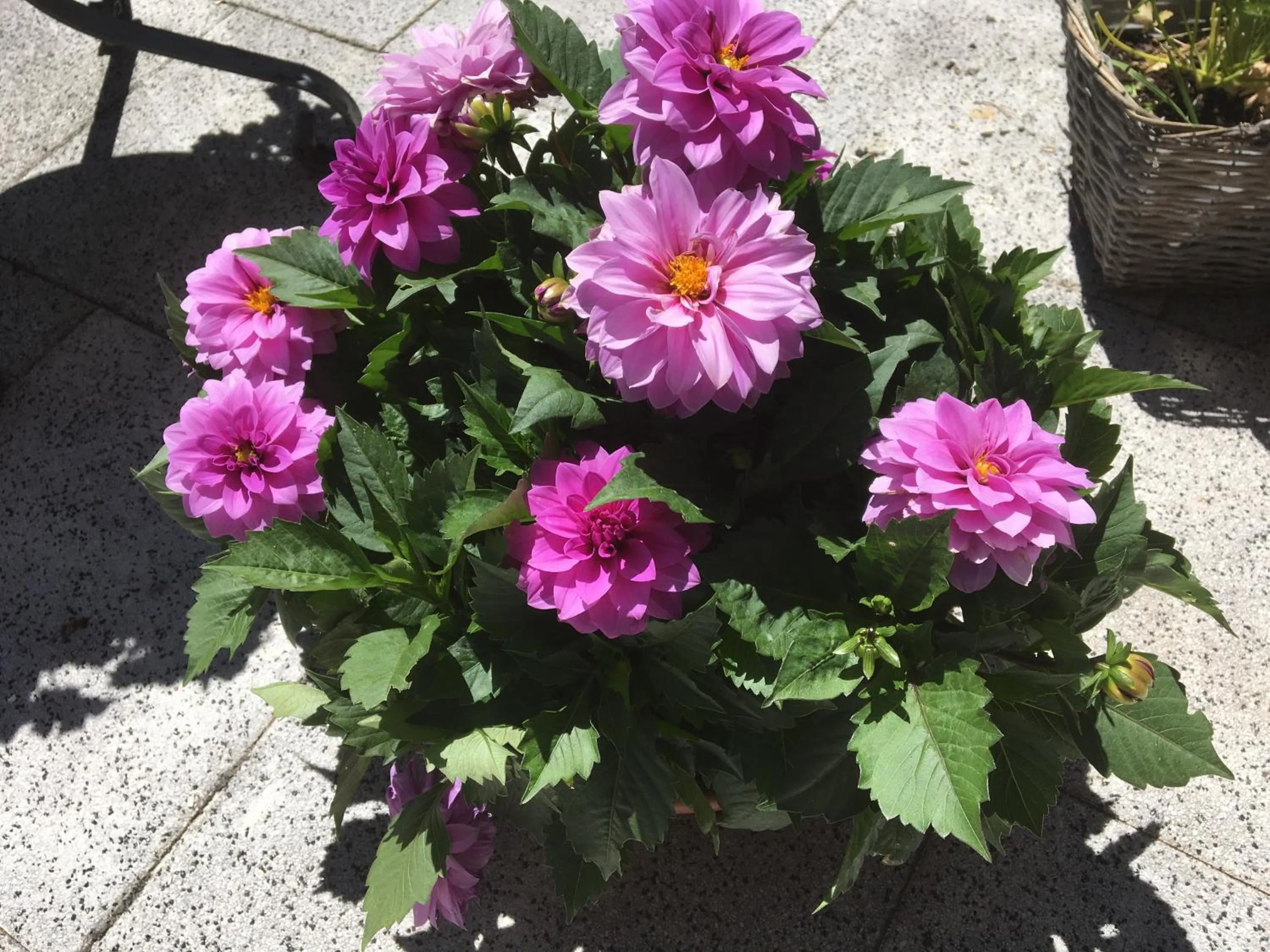 Area and facilities in Hotel Garni Schönblick