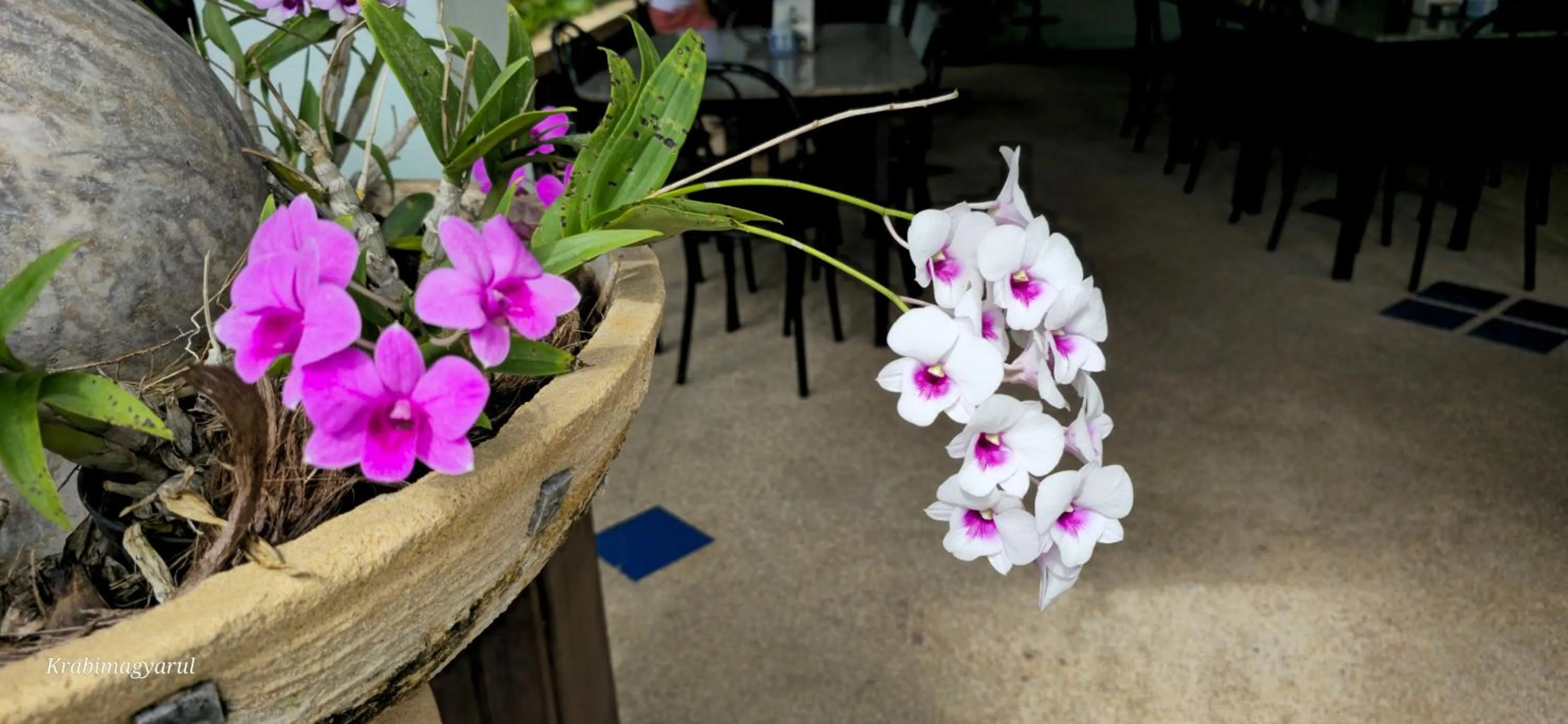 Garden in Sabai Resort