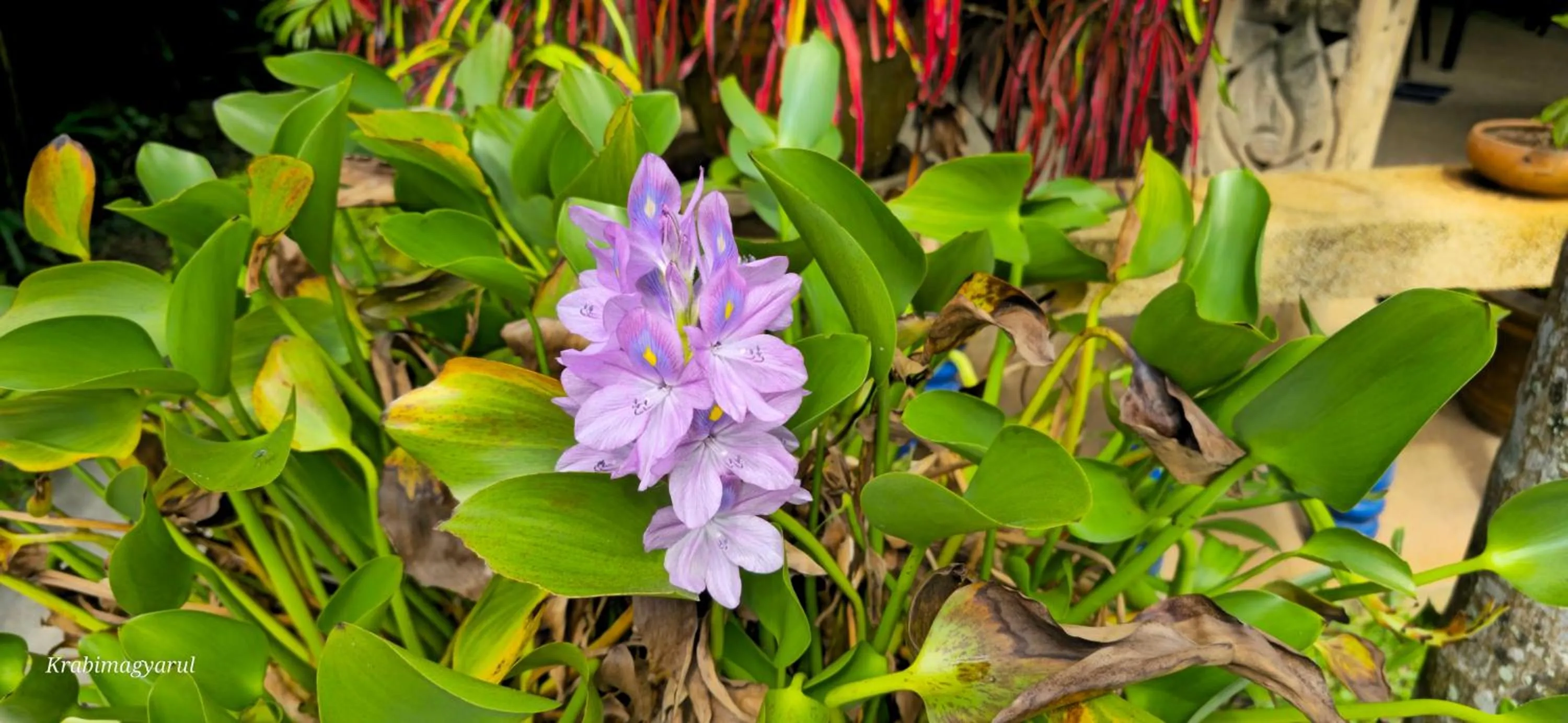 Garden in Sabai Resort
