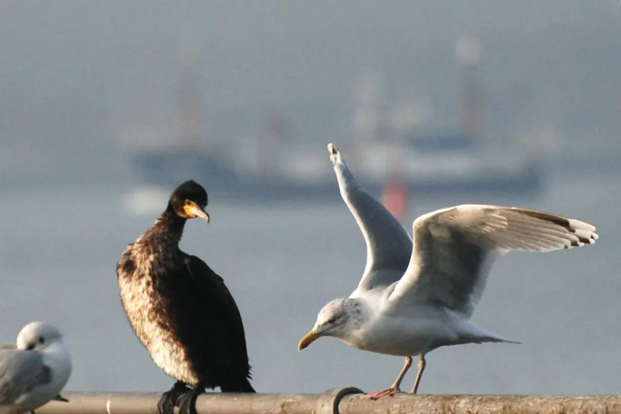 Animals in Haus am Meer