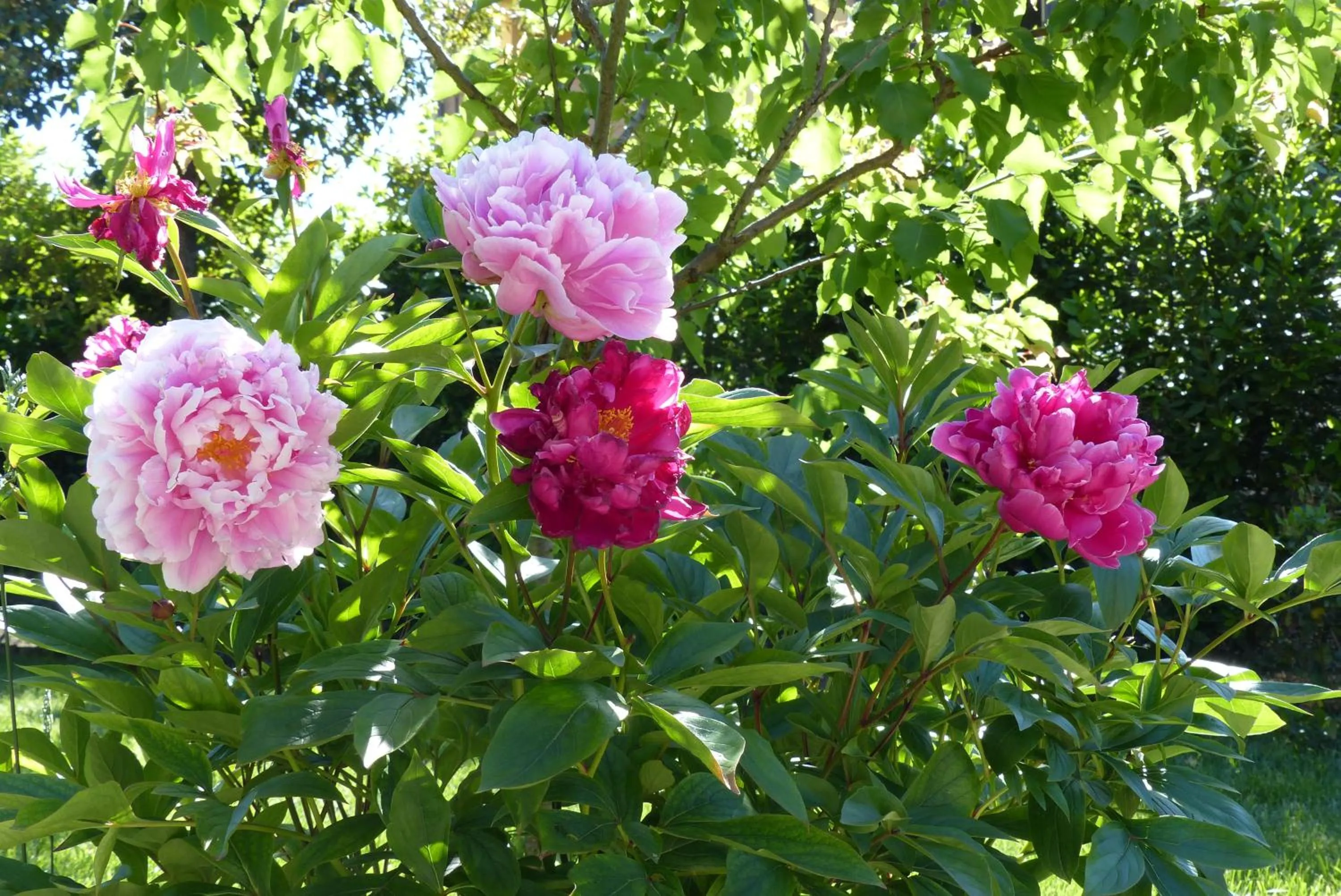 Garden in Villino di Porporano
