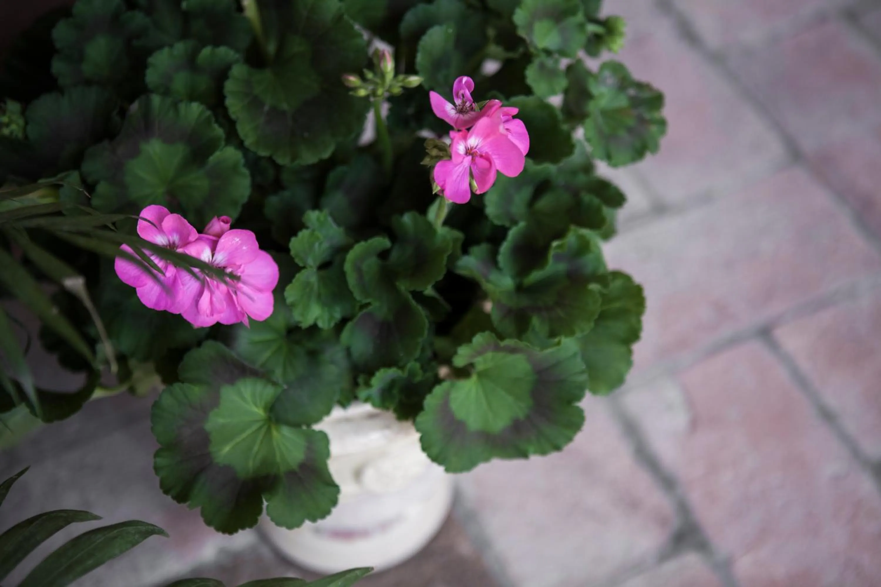 Garden in Villino di Porporano