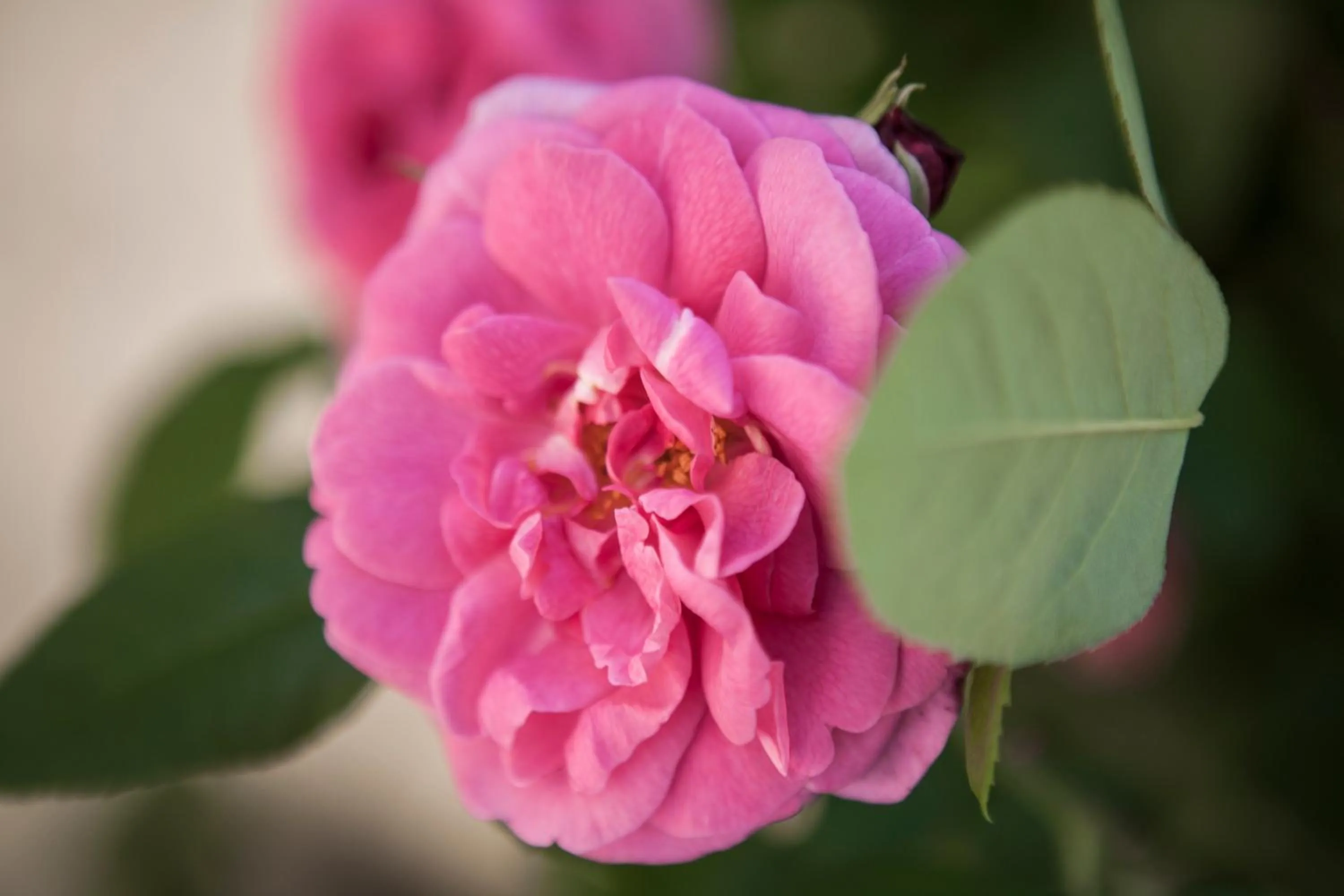 Garden in Villino di Porporano