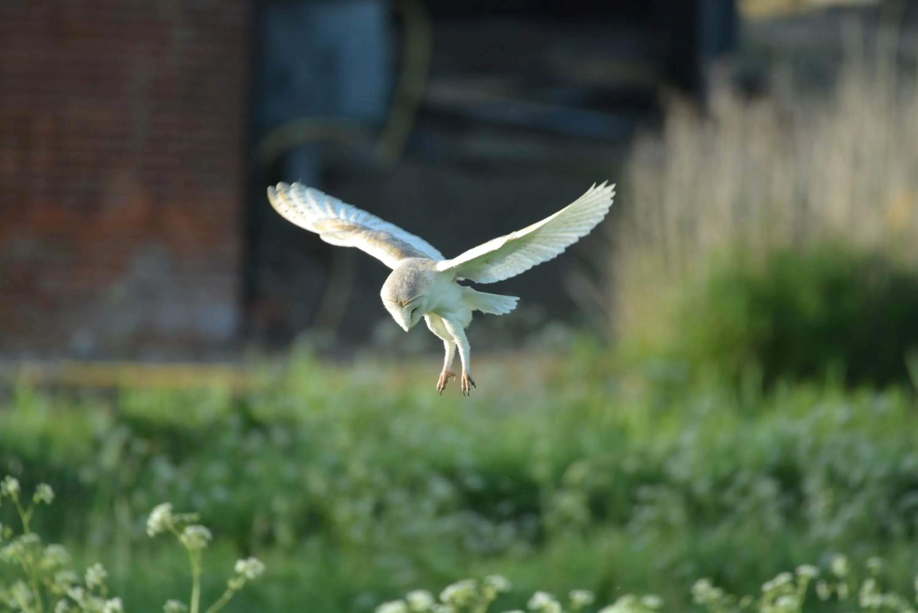 Animals in Jex Farmhouse B&B