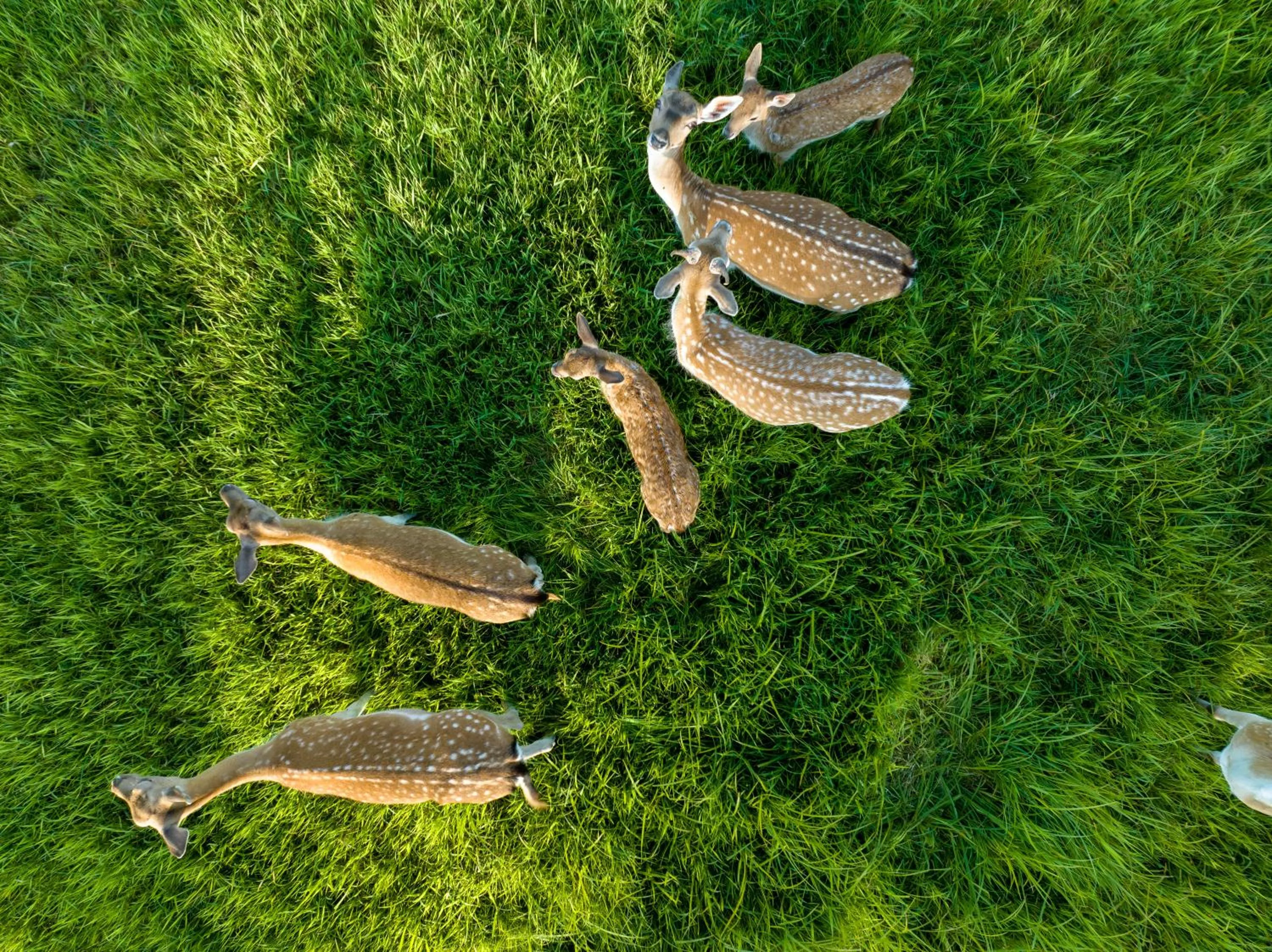 Siedlisko Leszczewek