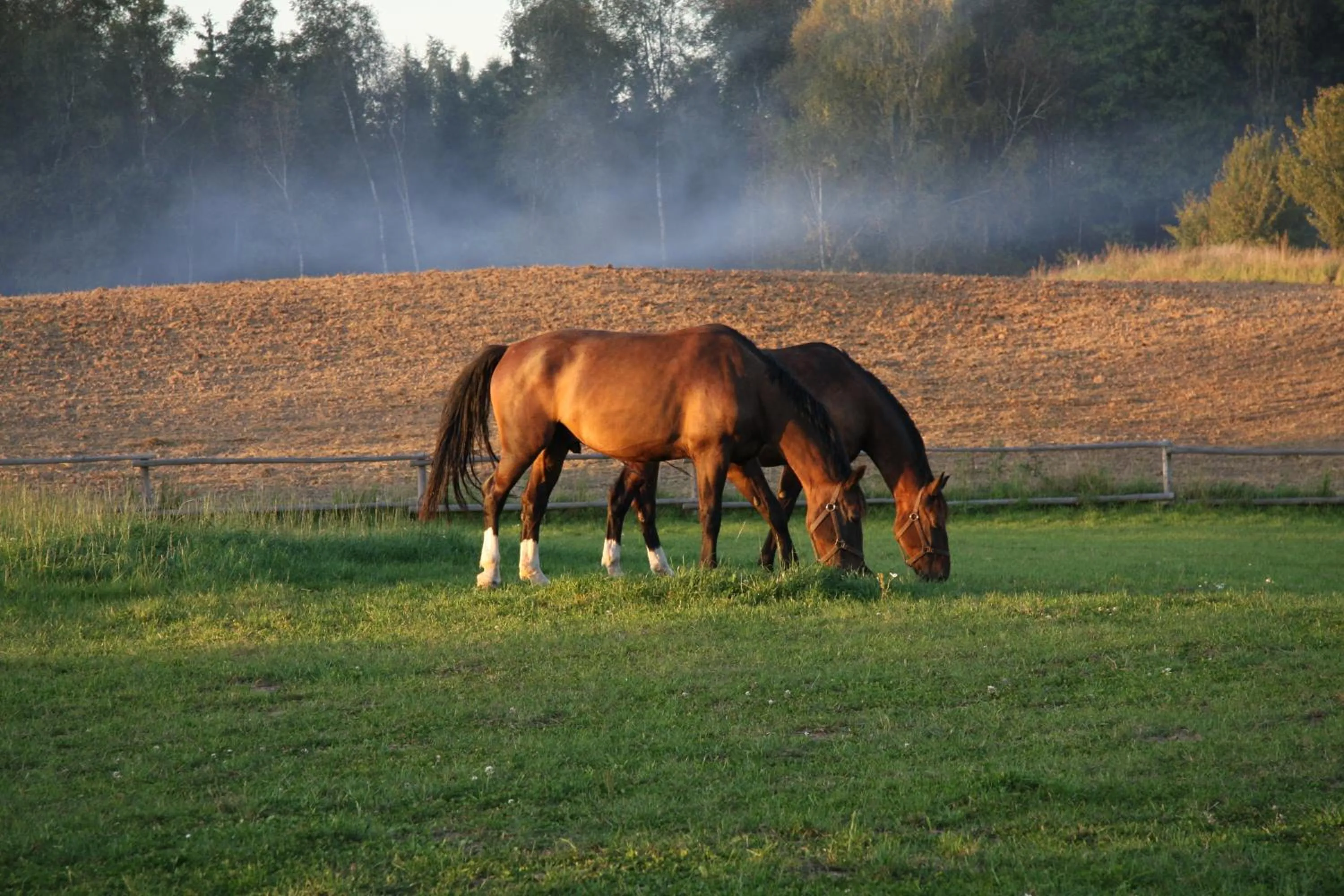 Summer in Siedlisko Leszczewek