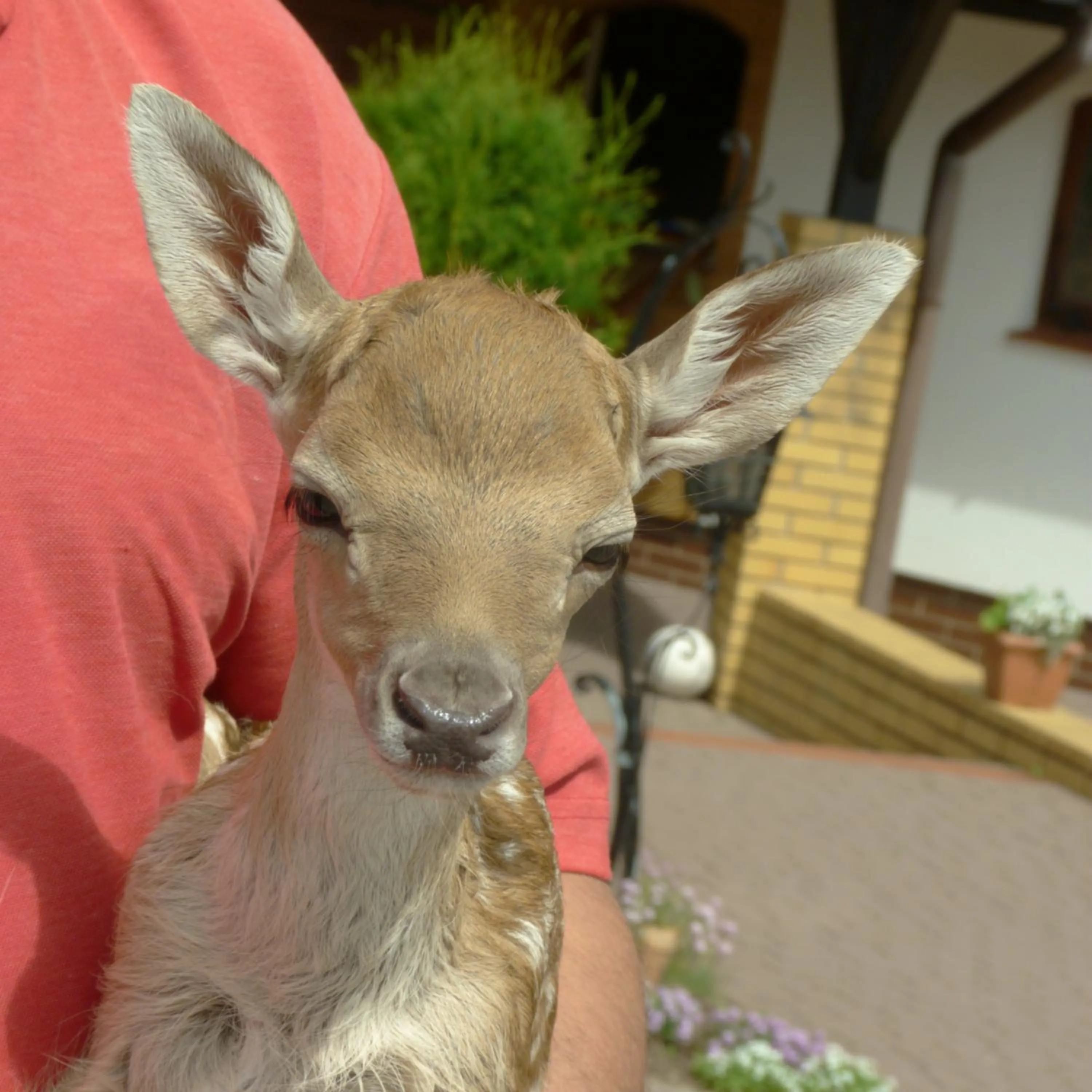 Animals in Siedlisko Leszczewek