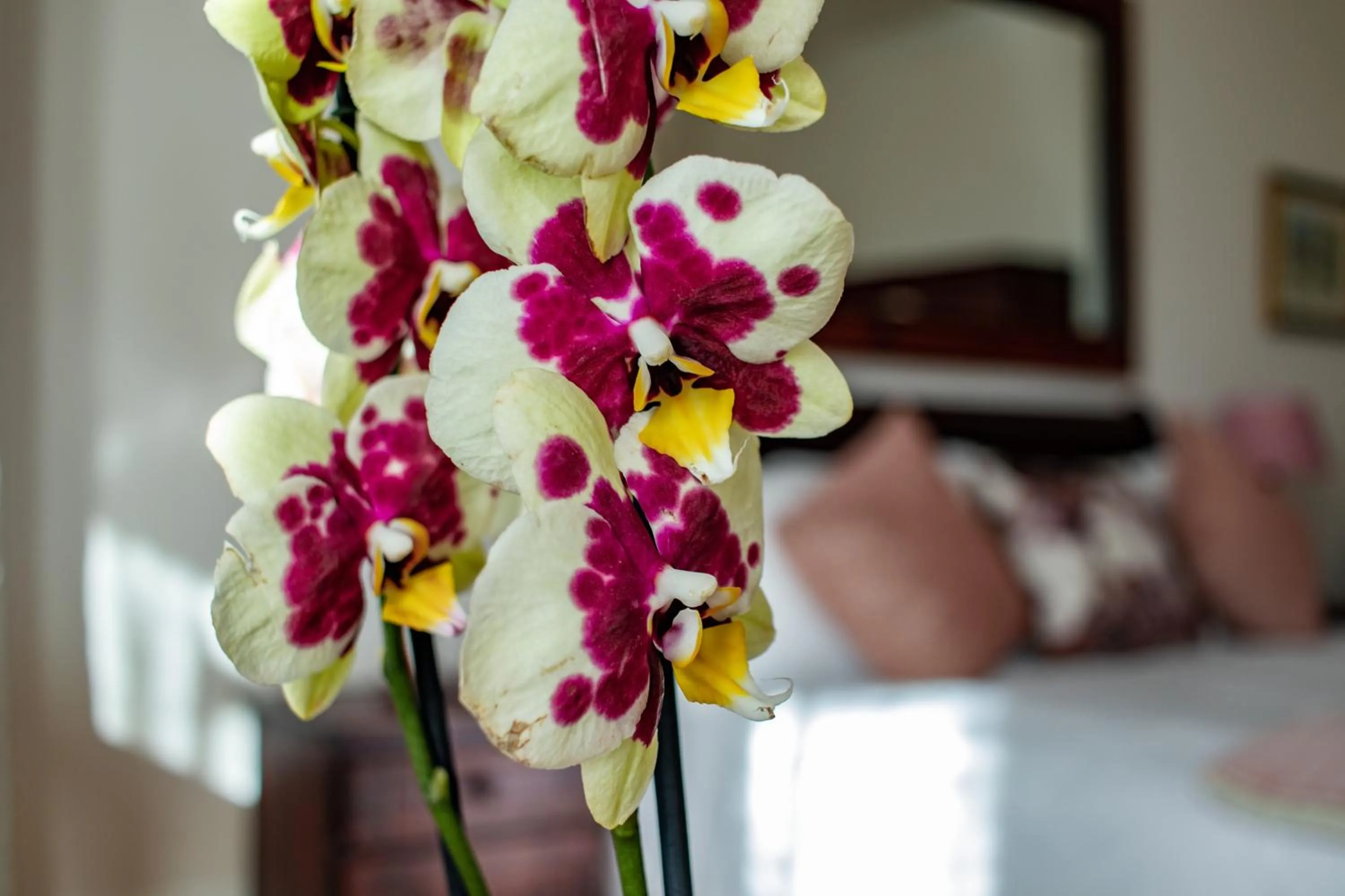 Decorative detail, Bed in Carmichael House Boutique Hotel