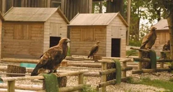 Animals in Burg Rabenstein