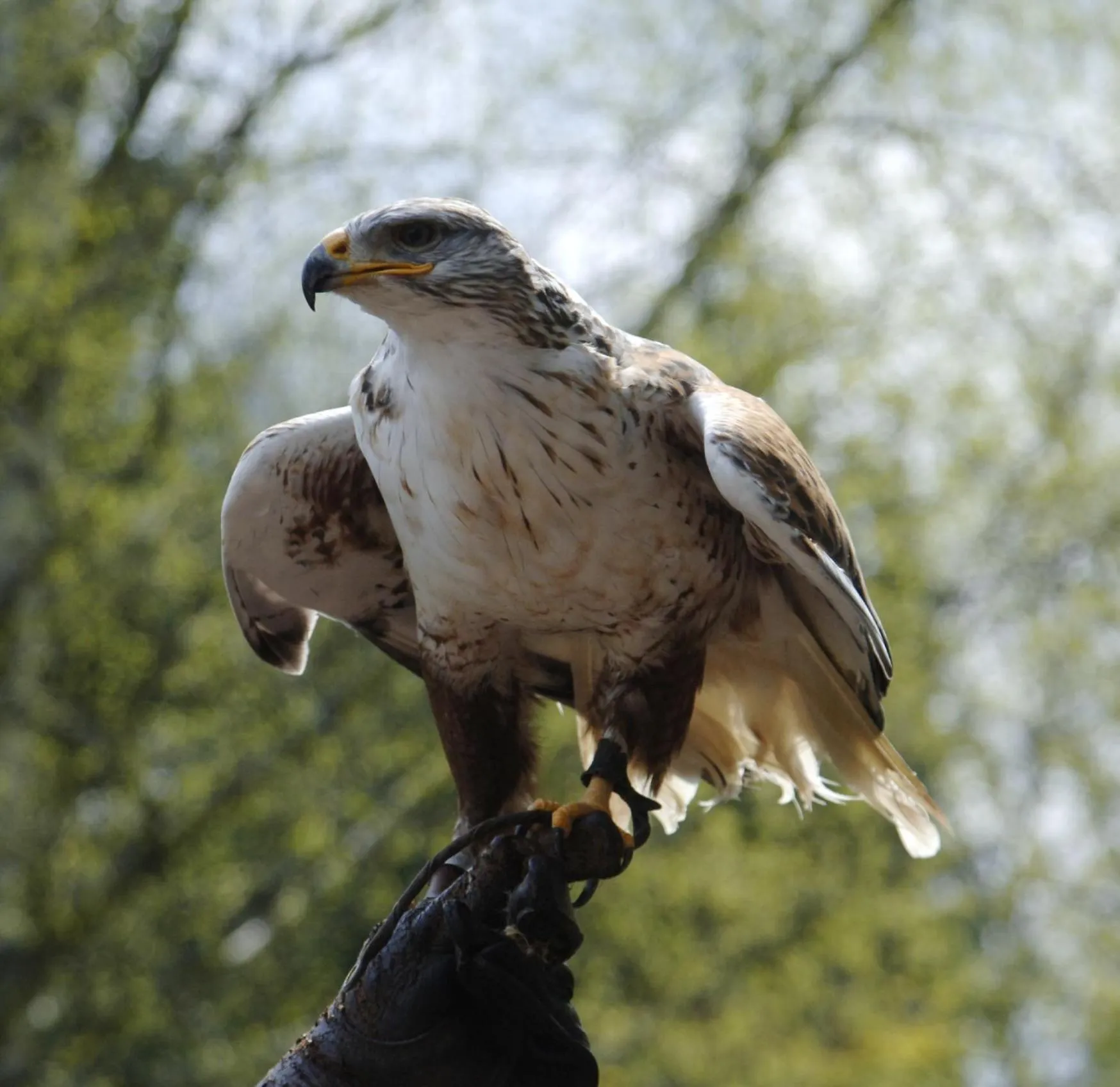 Entertainment in Burg Rabenstein