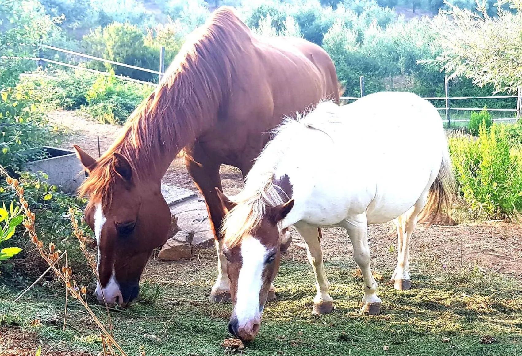 Animals in RTA Costa Etrusca