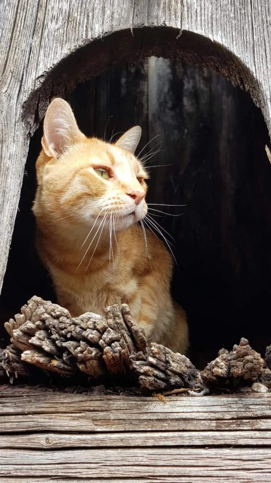 Pets in RTA Costa Etrusca