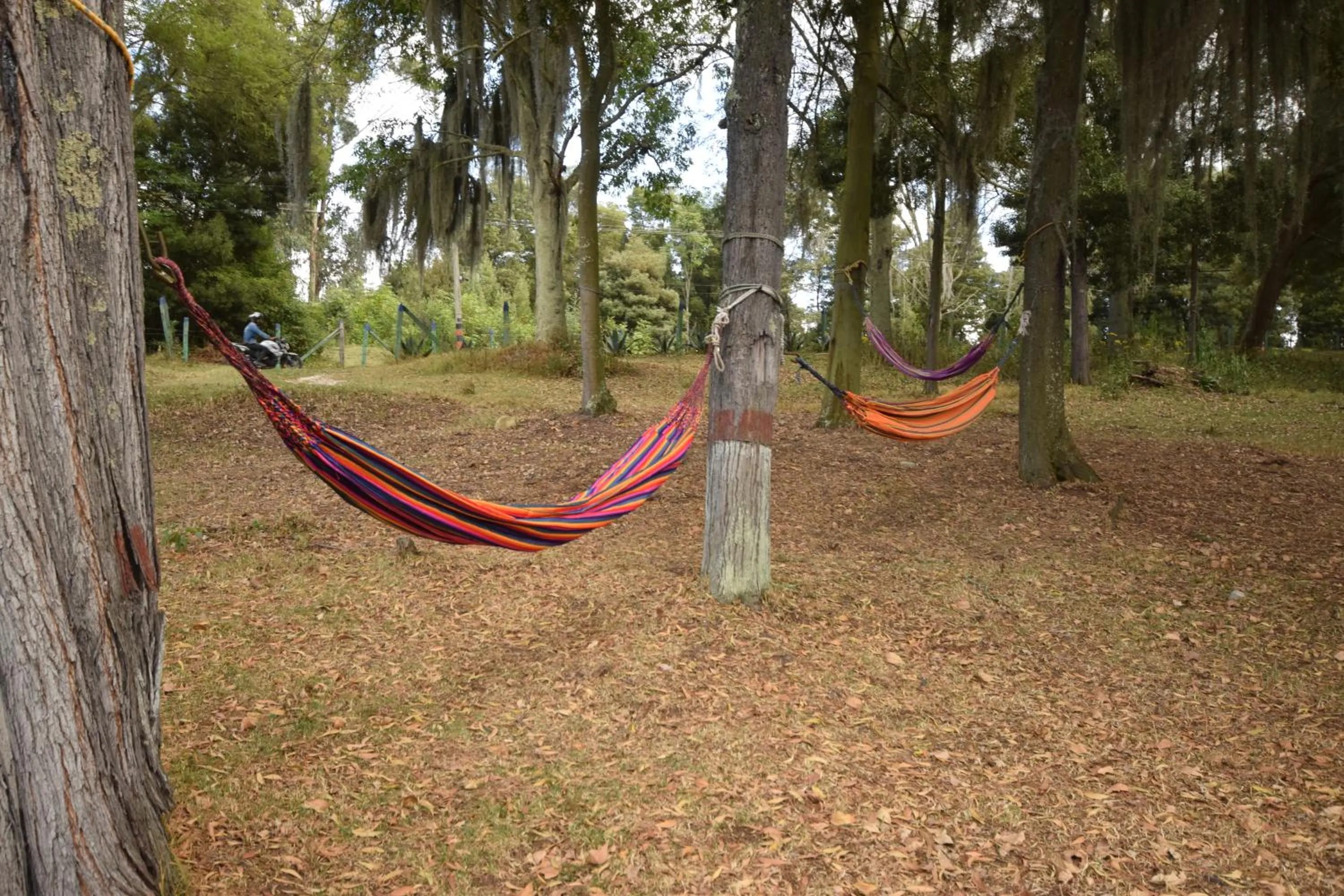 Entertainment in D'Acosta Hotel Sochagota