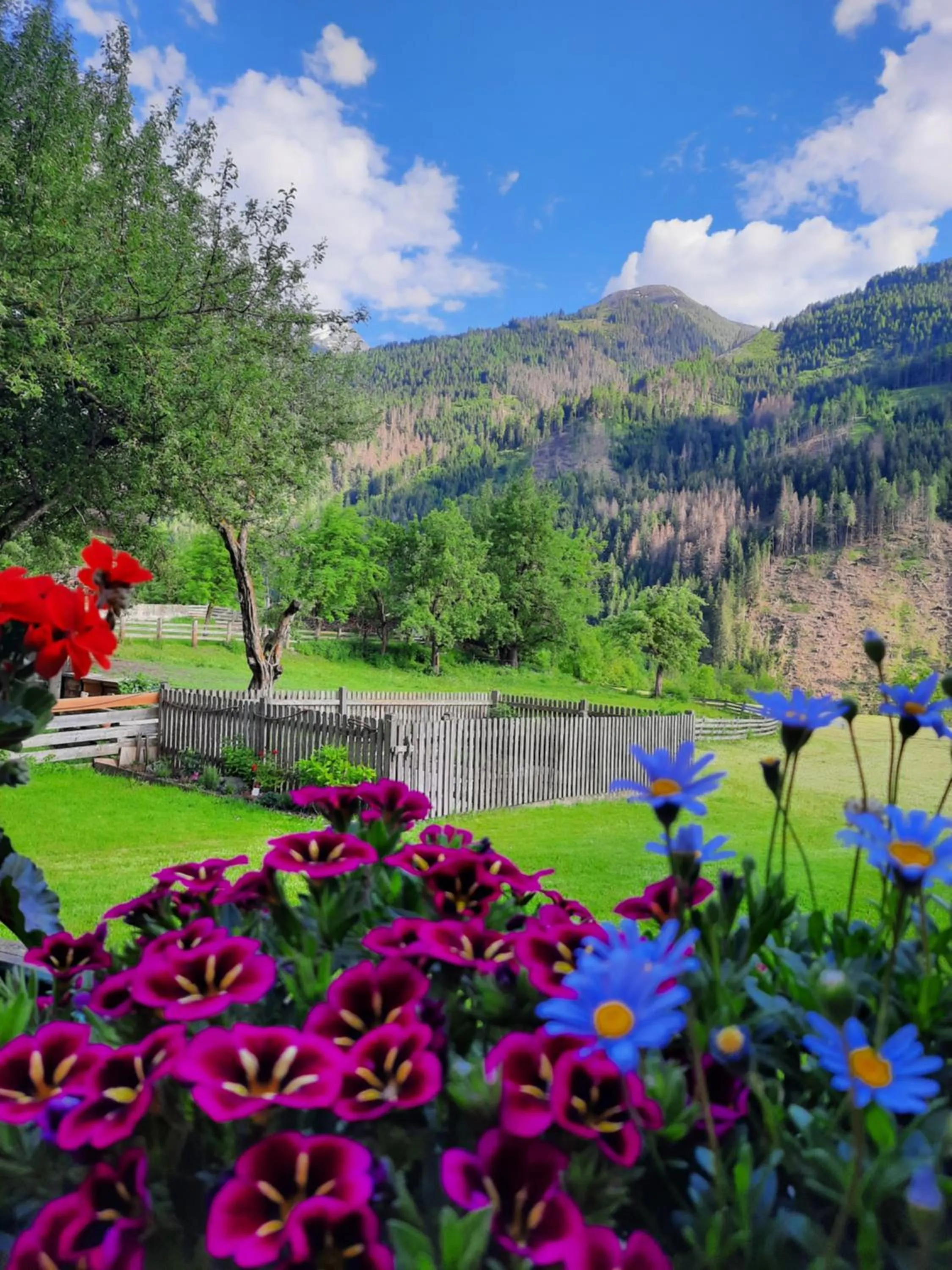 Garden view in Gästehaus Taner