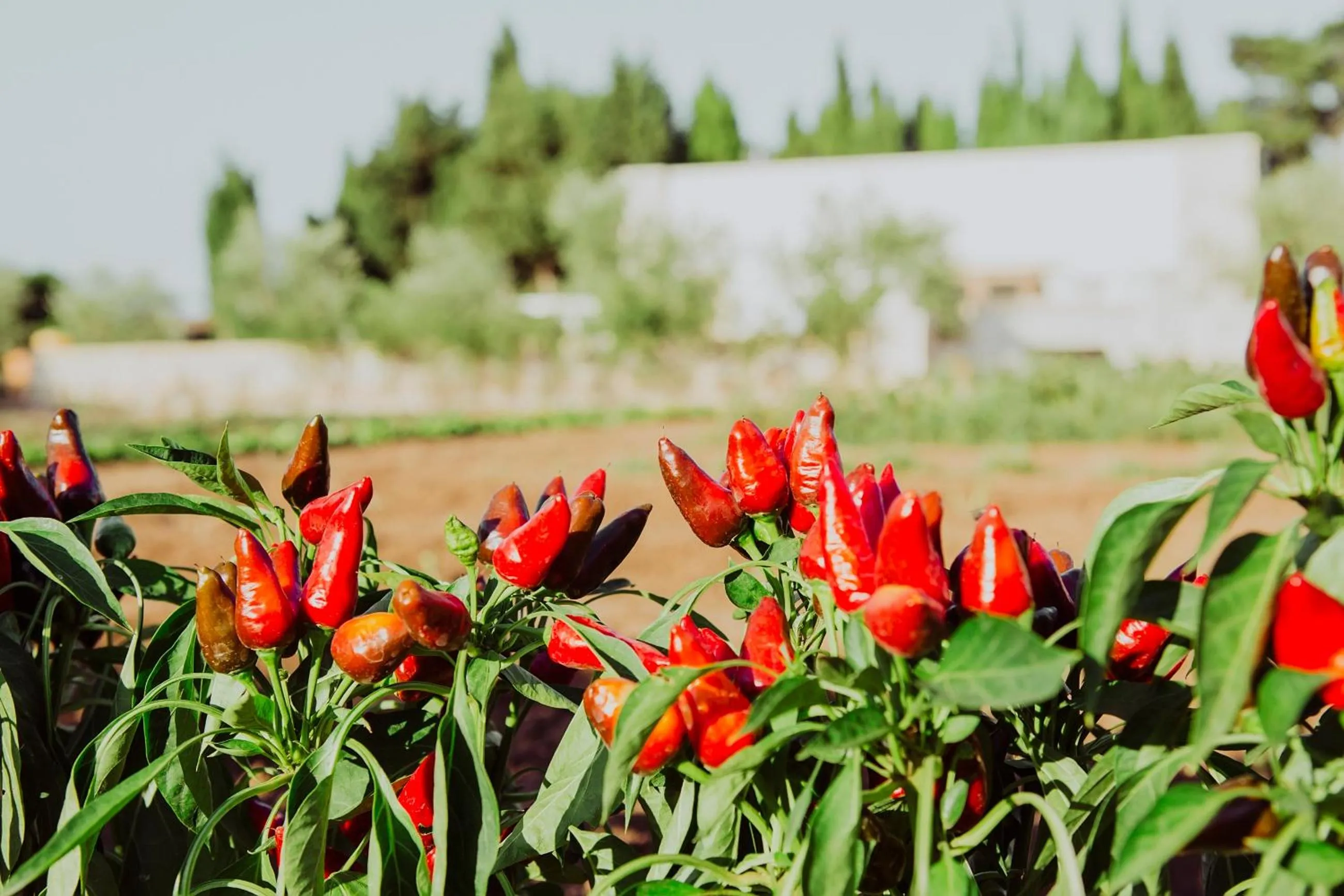 Masseria L'Uliveto Agri Resort
