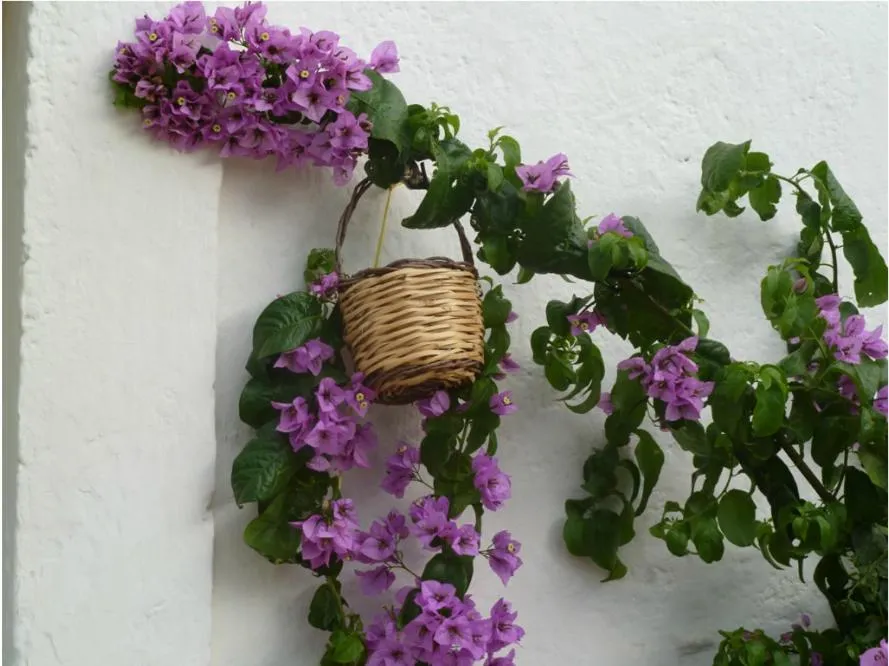 Spring in B&B Don Giovanni Monopoli