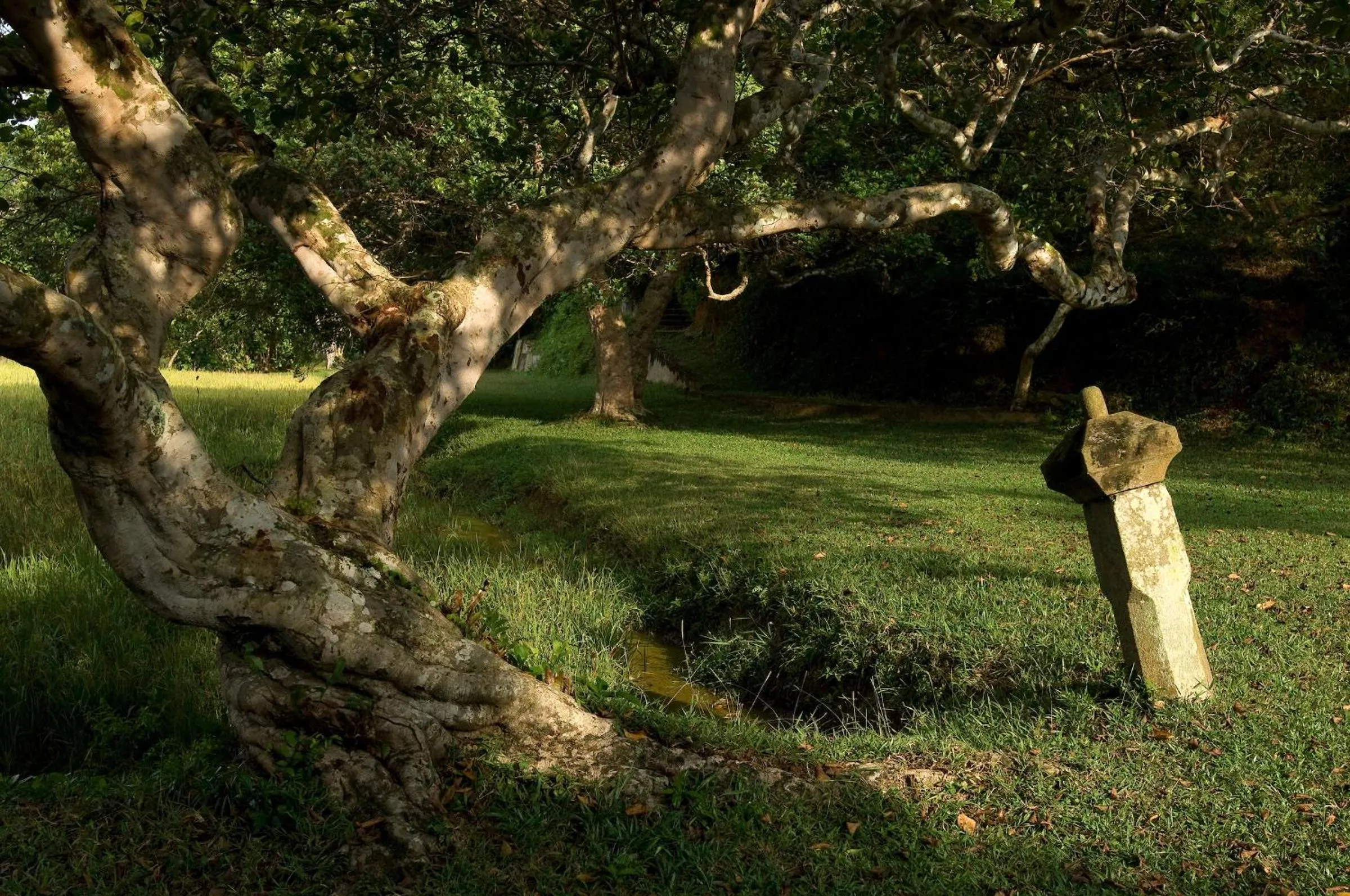 Natural landscape in Lunuganga Estate
