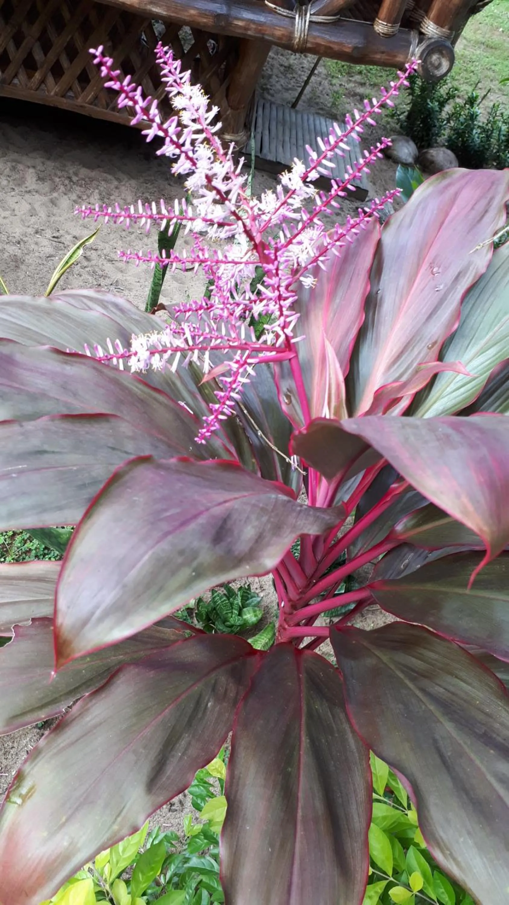 Garden in Big BamBoo Beach Resort Sipalay