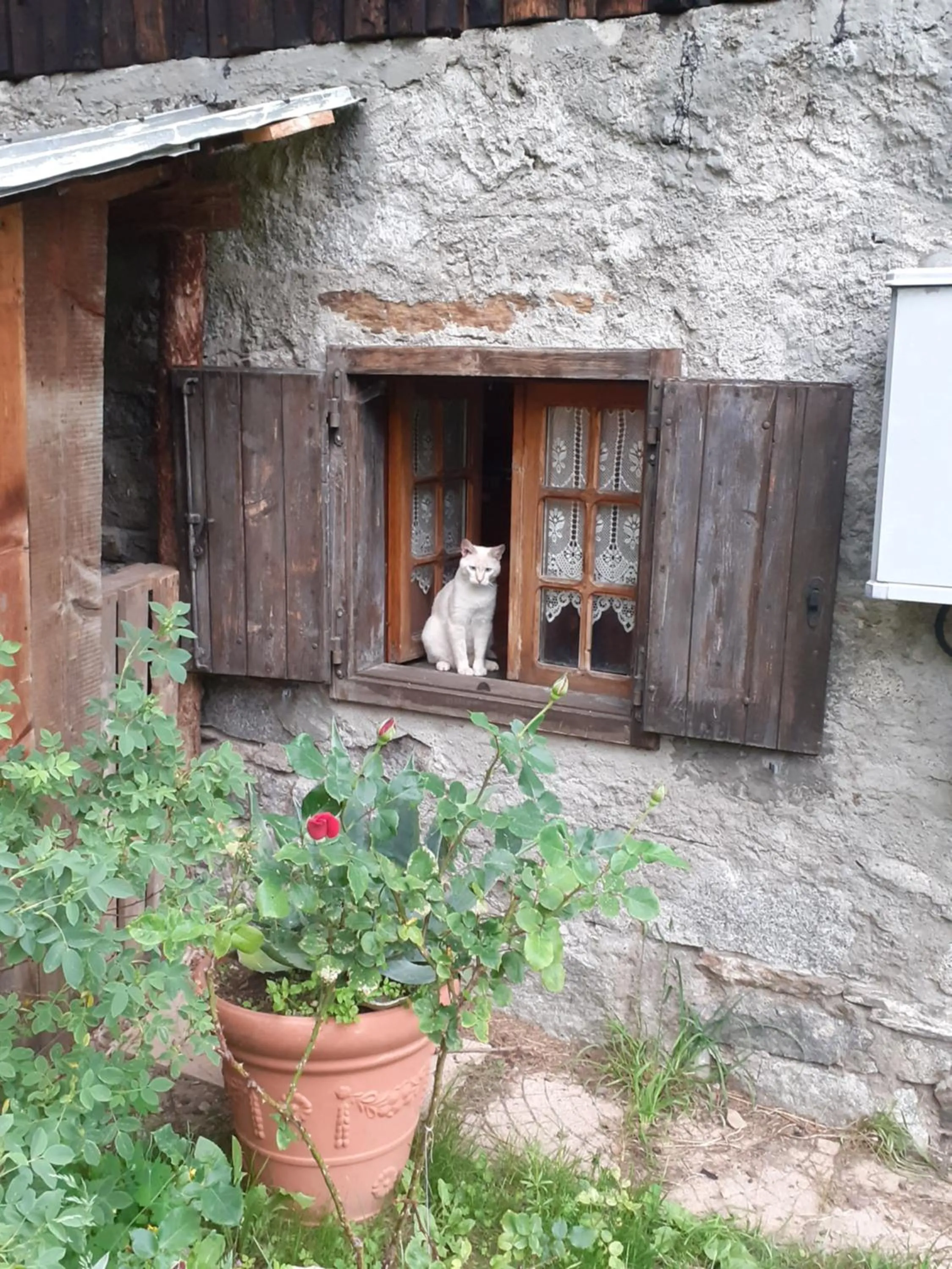 Pets in Soggiorno Vacanze Stella Alpina