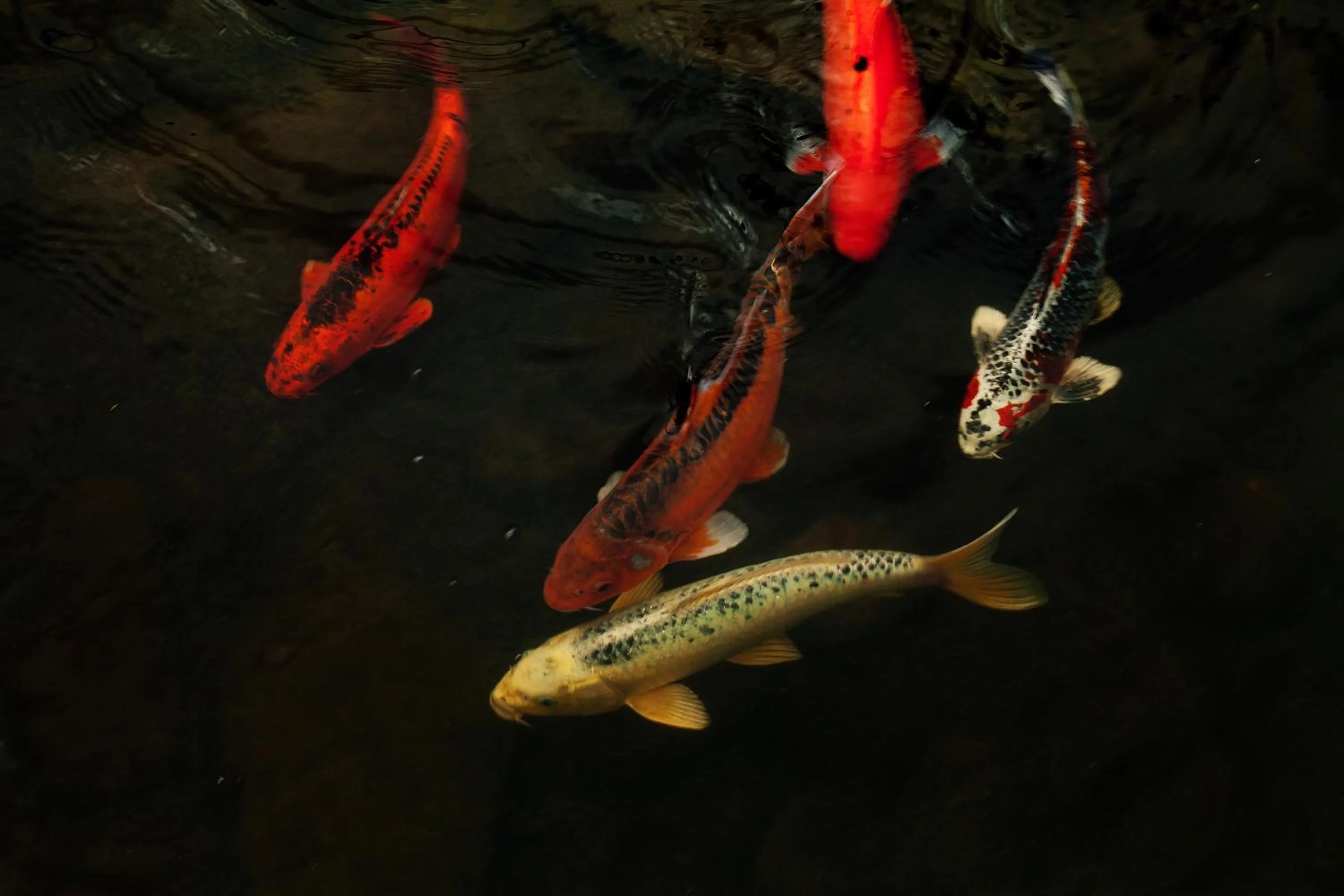 Other in Tathra Beach House Holiday Apartments