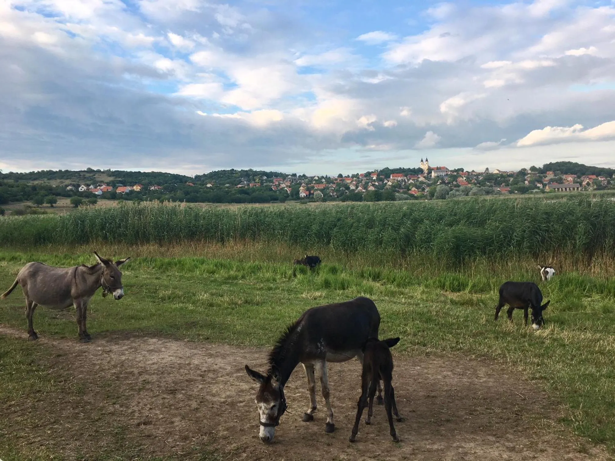 Nearby landmark in The Houses of History - anno 1830