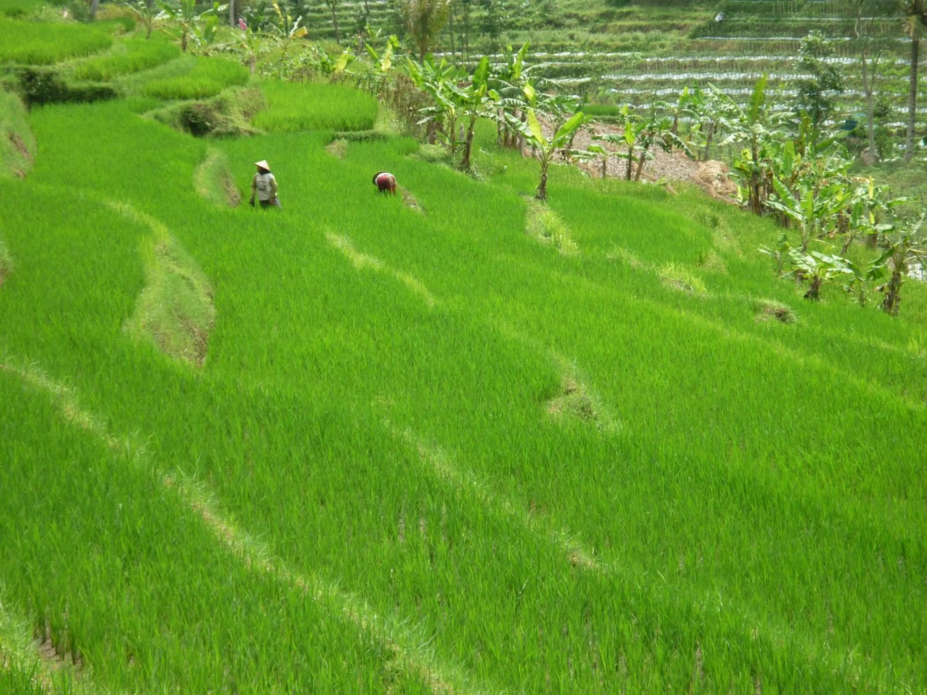 View (from property/room) in Villa Sumbing Indah