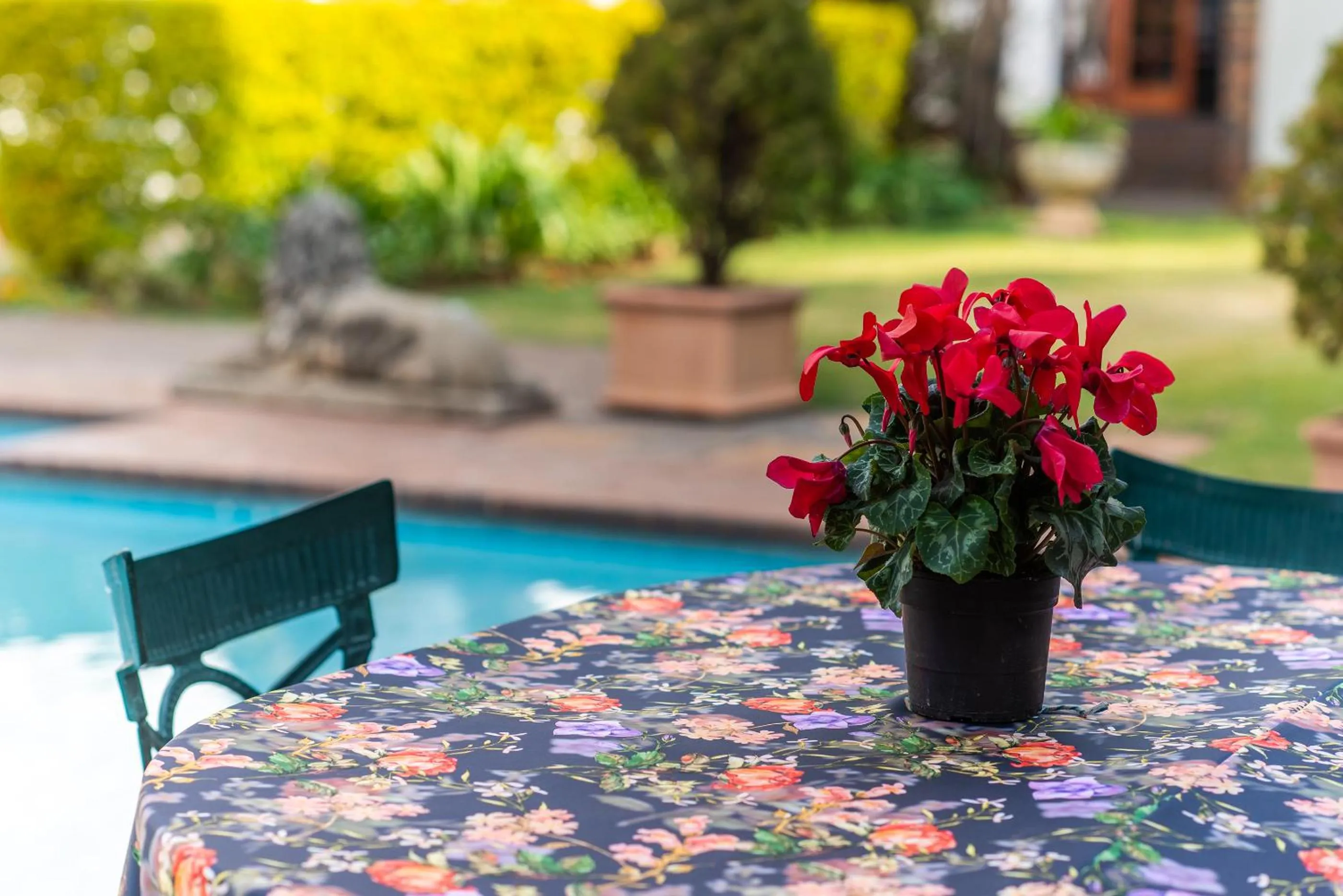 Garden in 5th Avenue Gooseberry Guest House