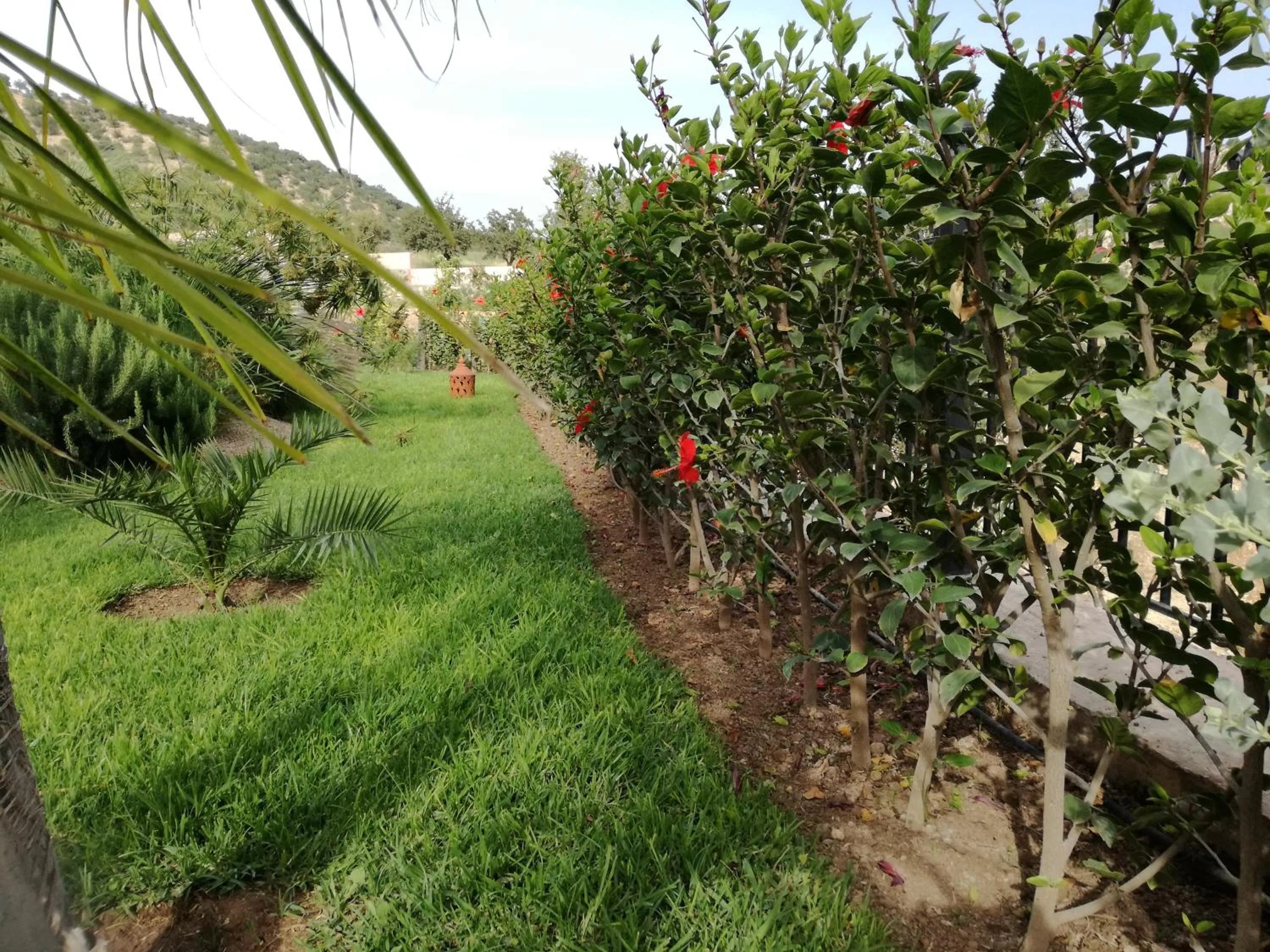 Garden in Riad Asmaa Agadir