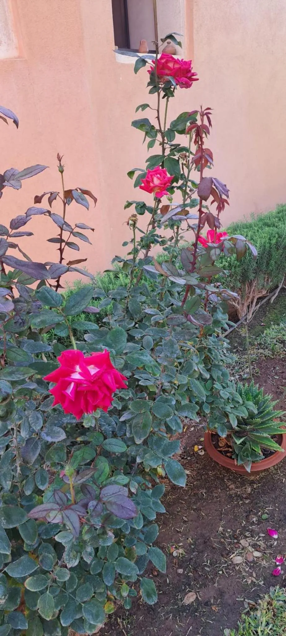 Garden in Riad Asmaa Agadir