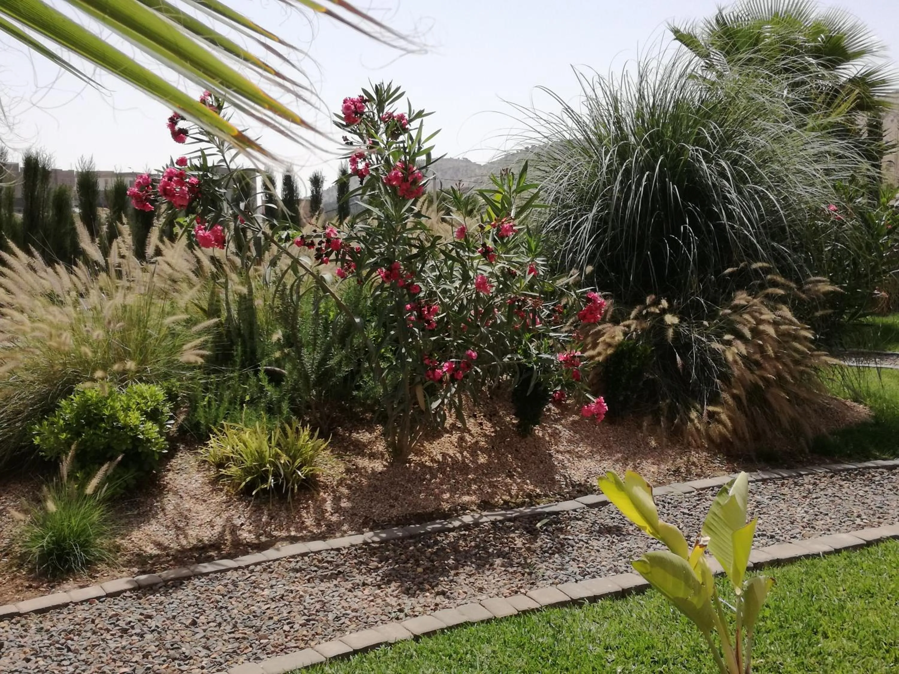 Garden in Riad Asmaa Agadir