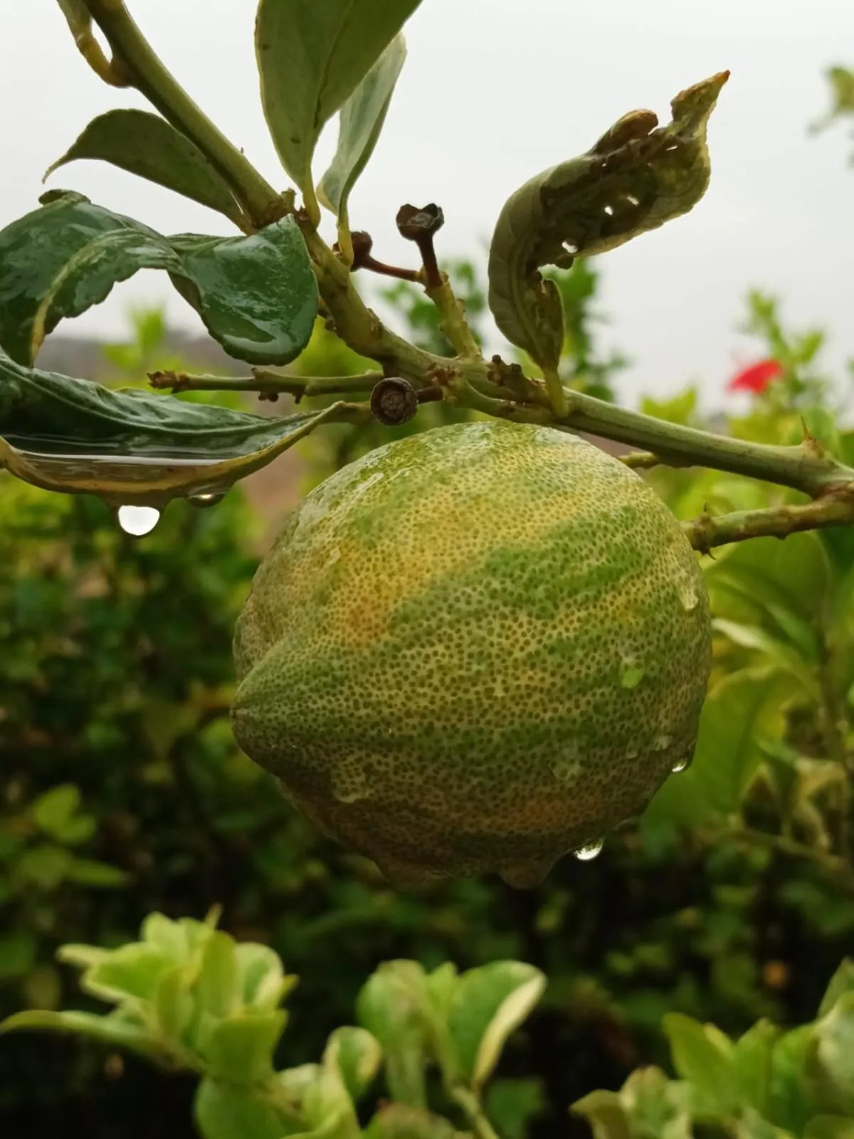 Garden in Riad Asmaa Agadir