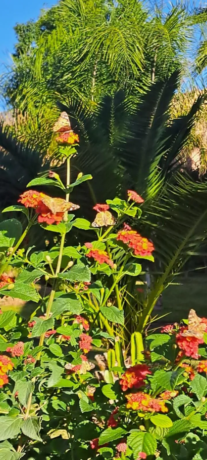 Garden in Riad Asmaa Agadir