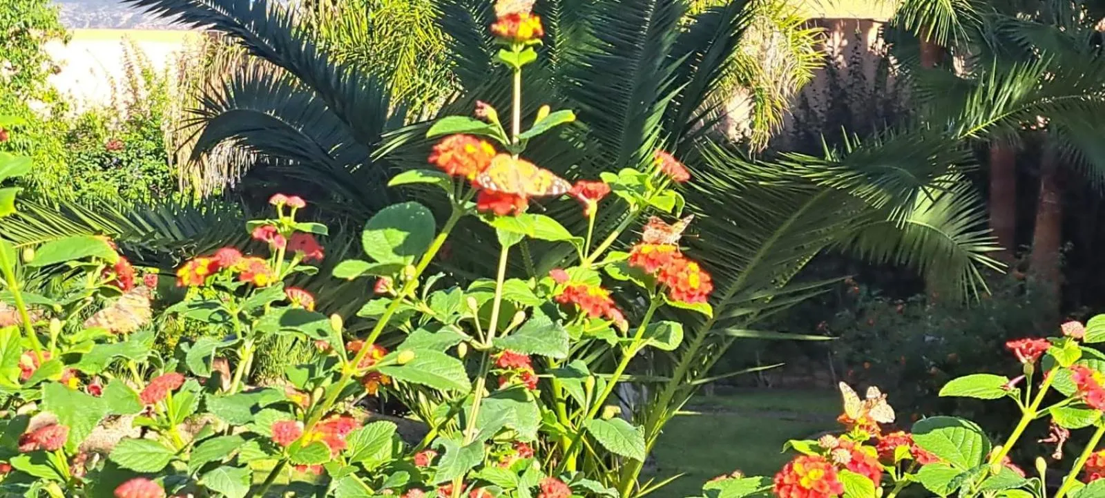 Garden in Riad Asmaa Agadir