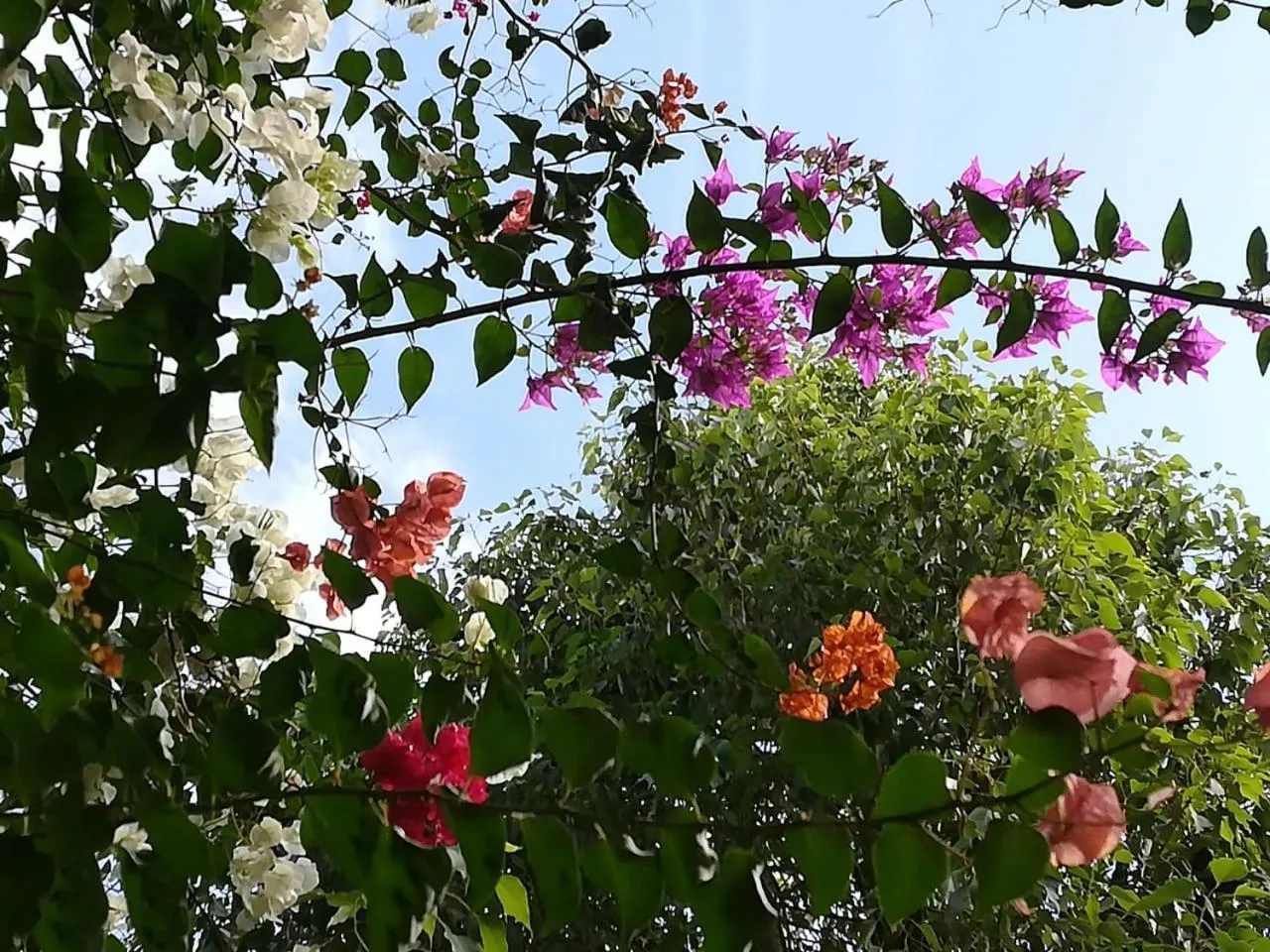Garden in Riad Asmaa Agadir