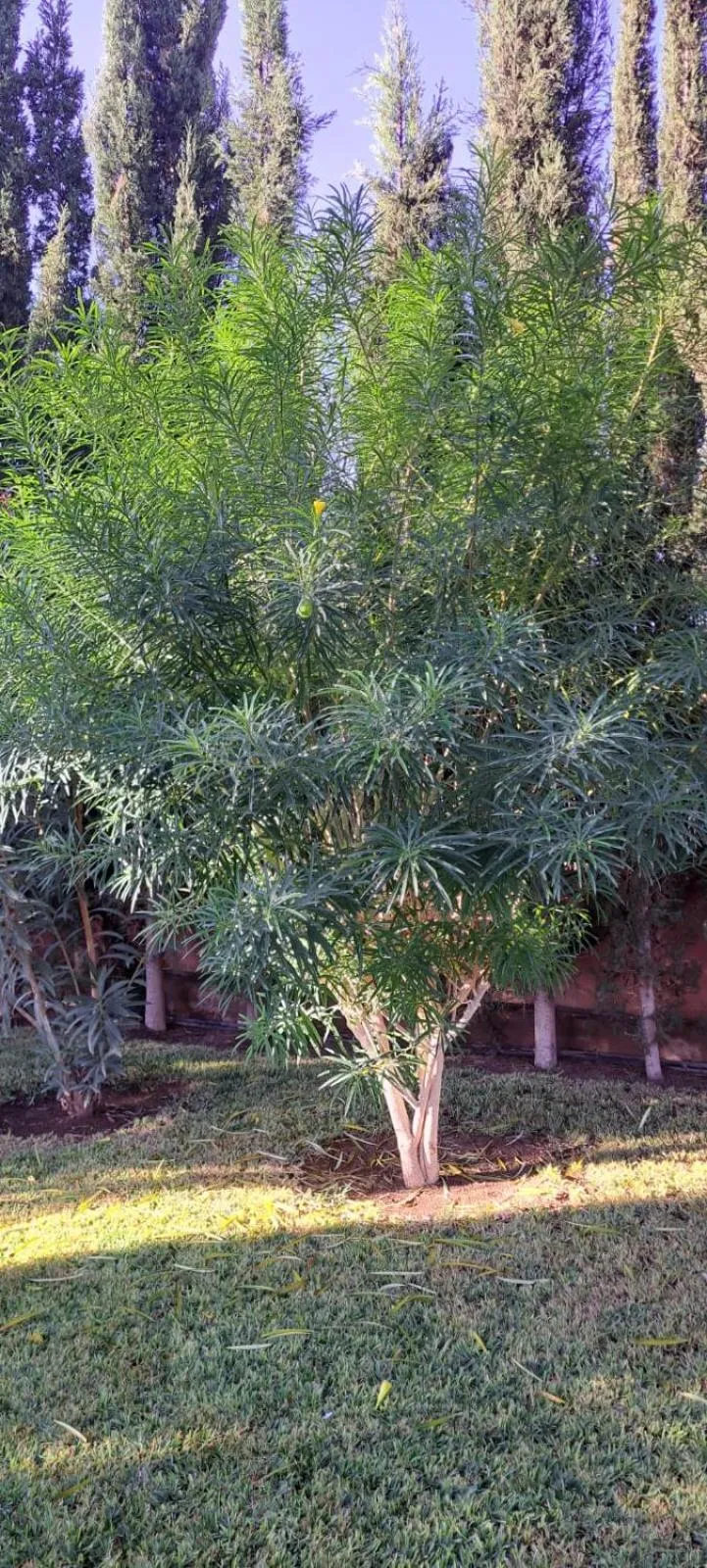 Garden in Riad Asmaa Agadir
