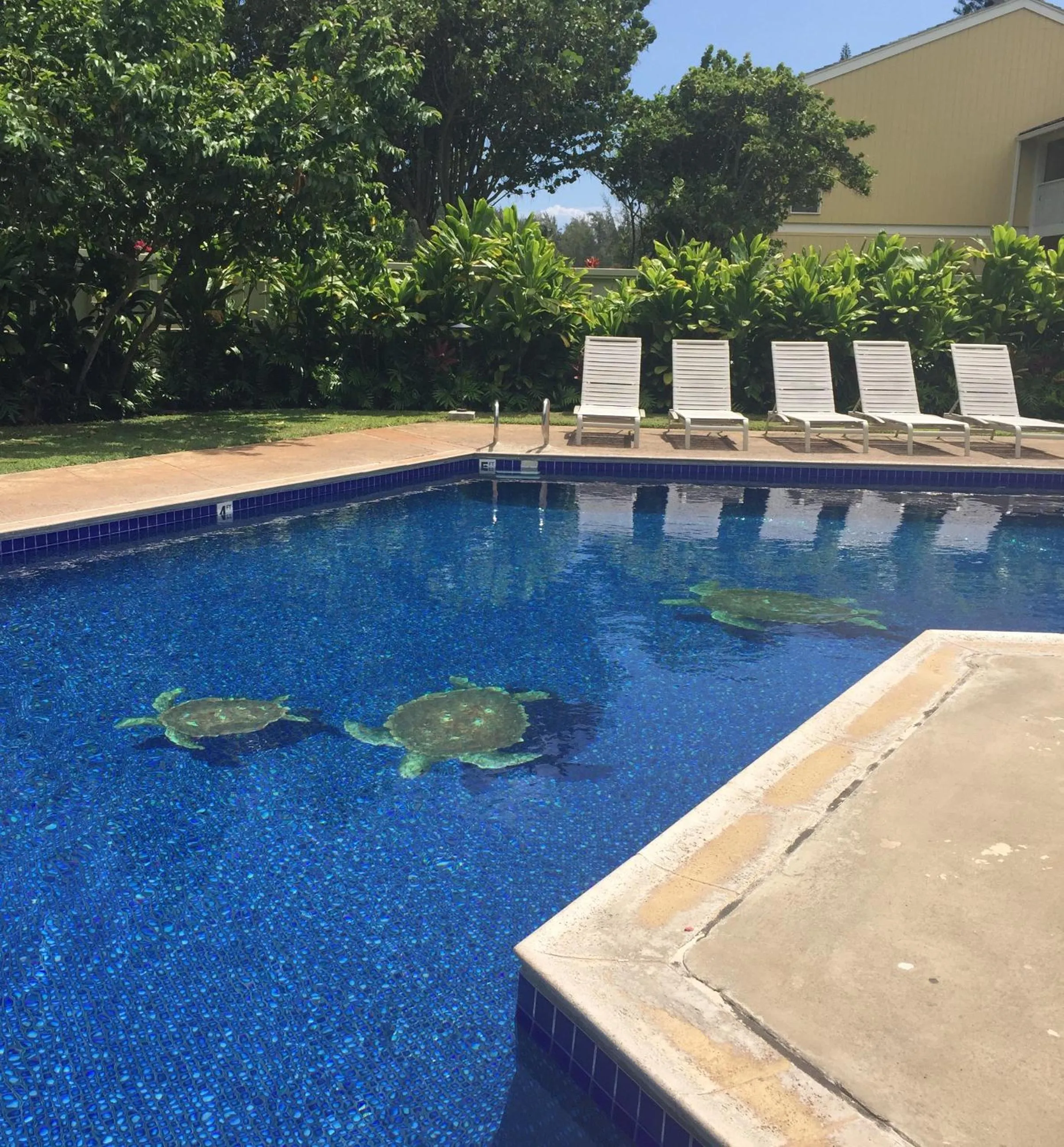 Swimming pool in The Turtle Bay Signature