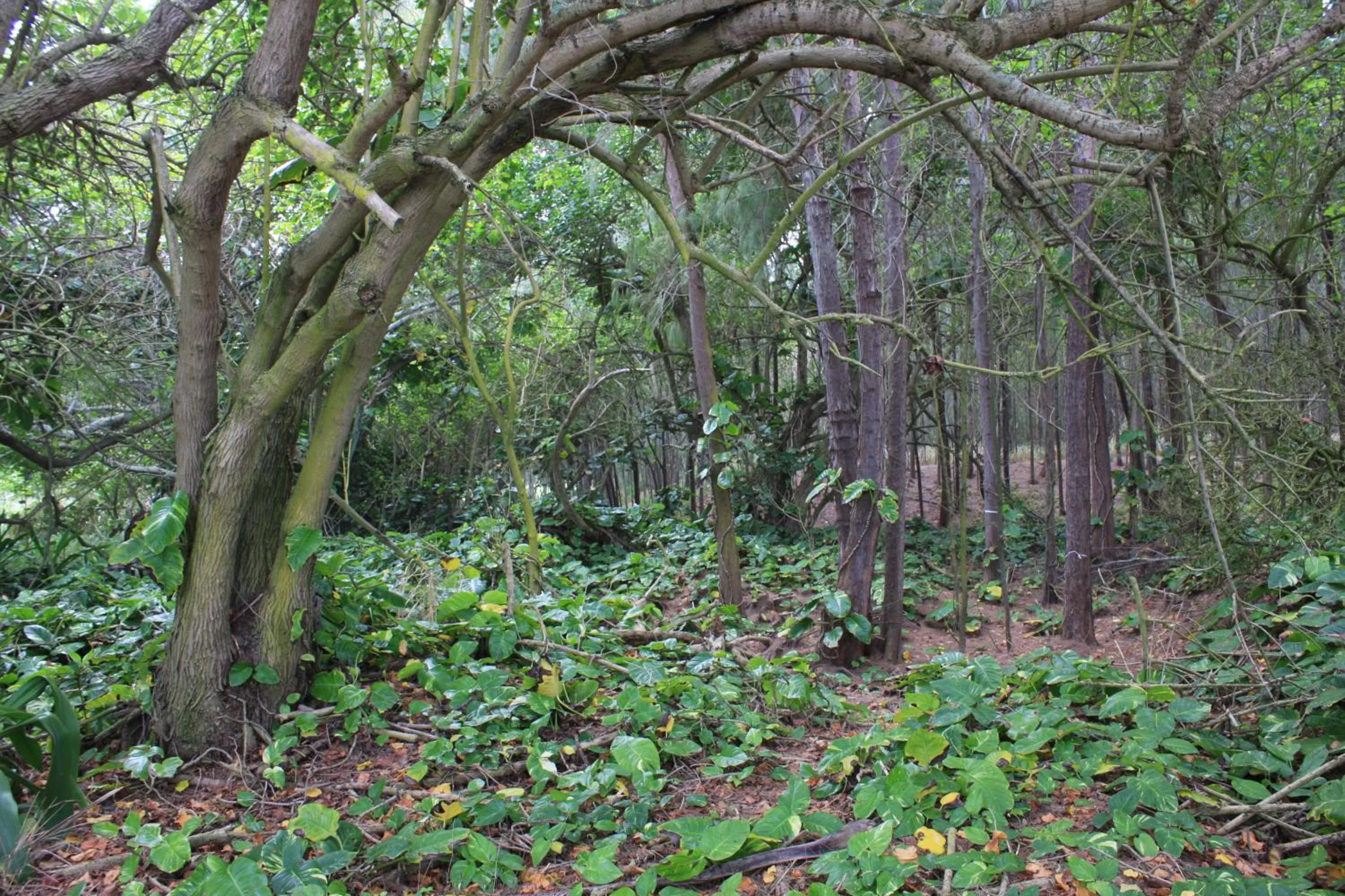 Hiking in The Turtle Bay Signature