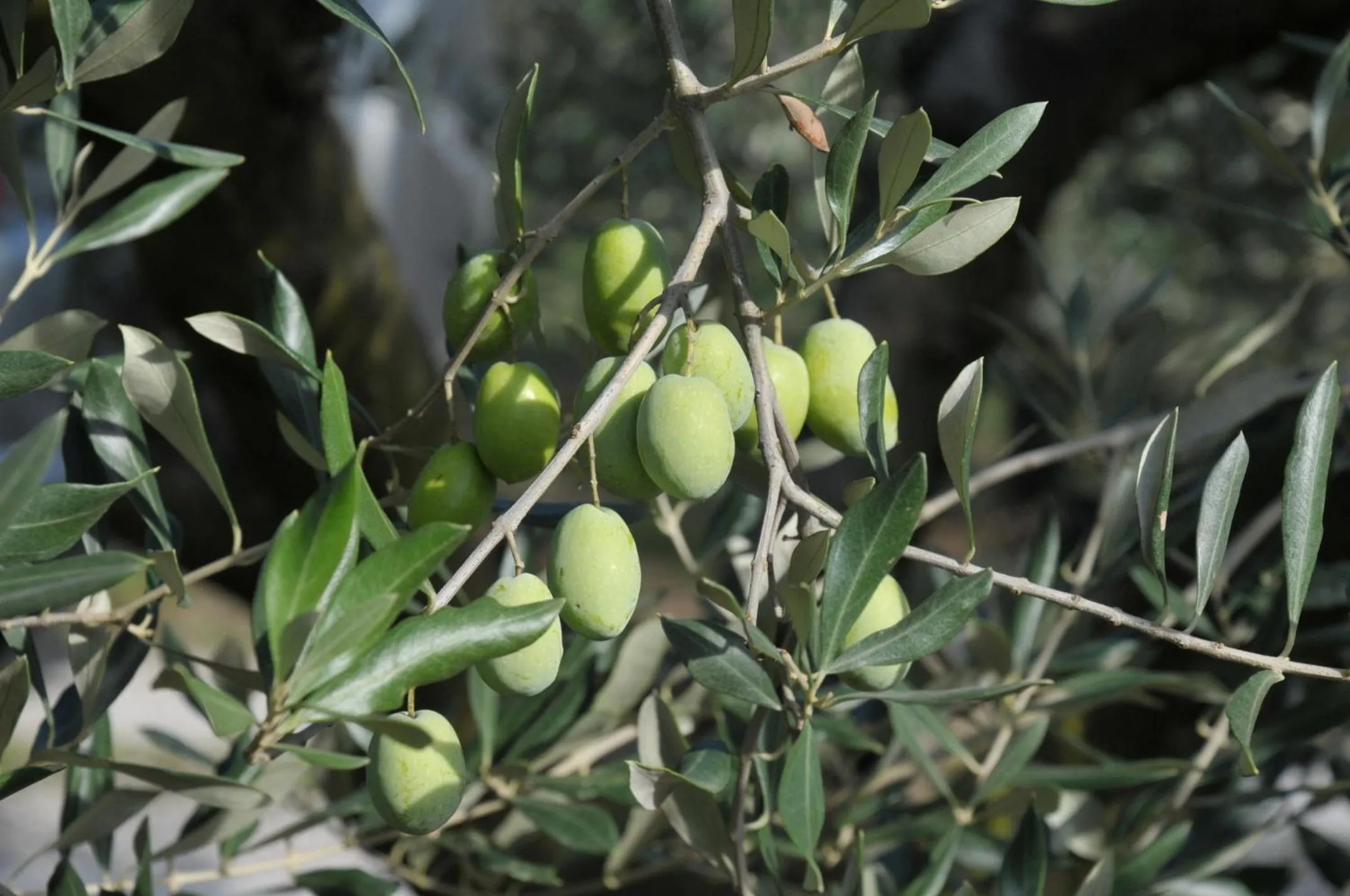 Area and facilities in Agriturismo San Rocco