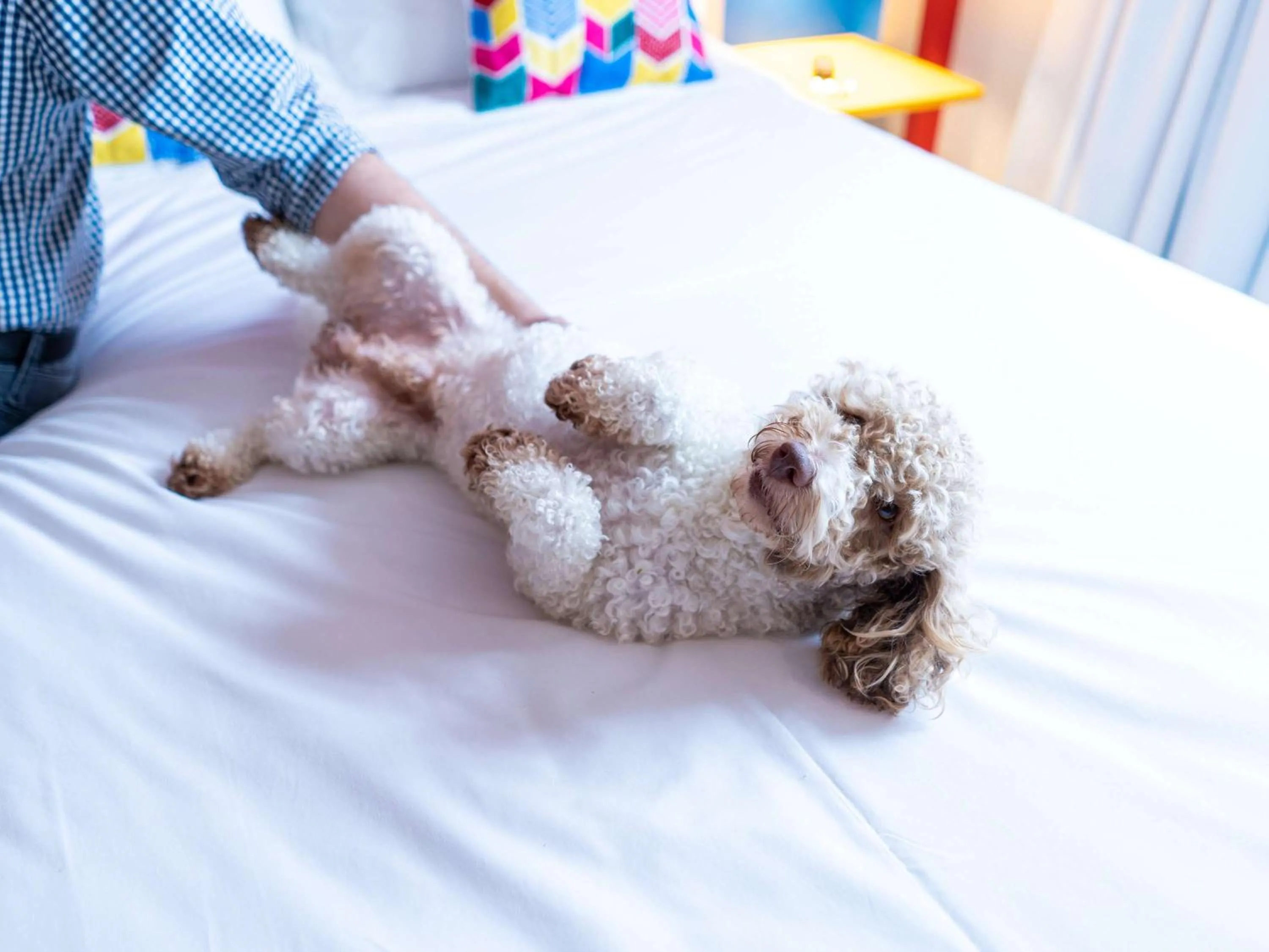 Other, Bed in ibis Styles Campina Grande