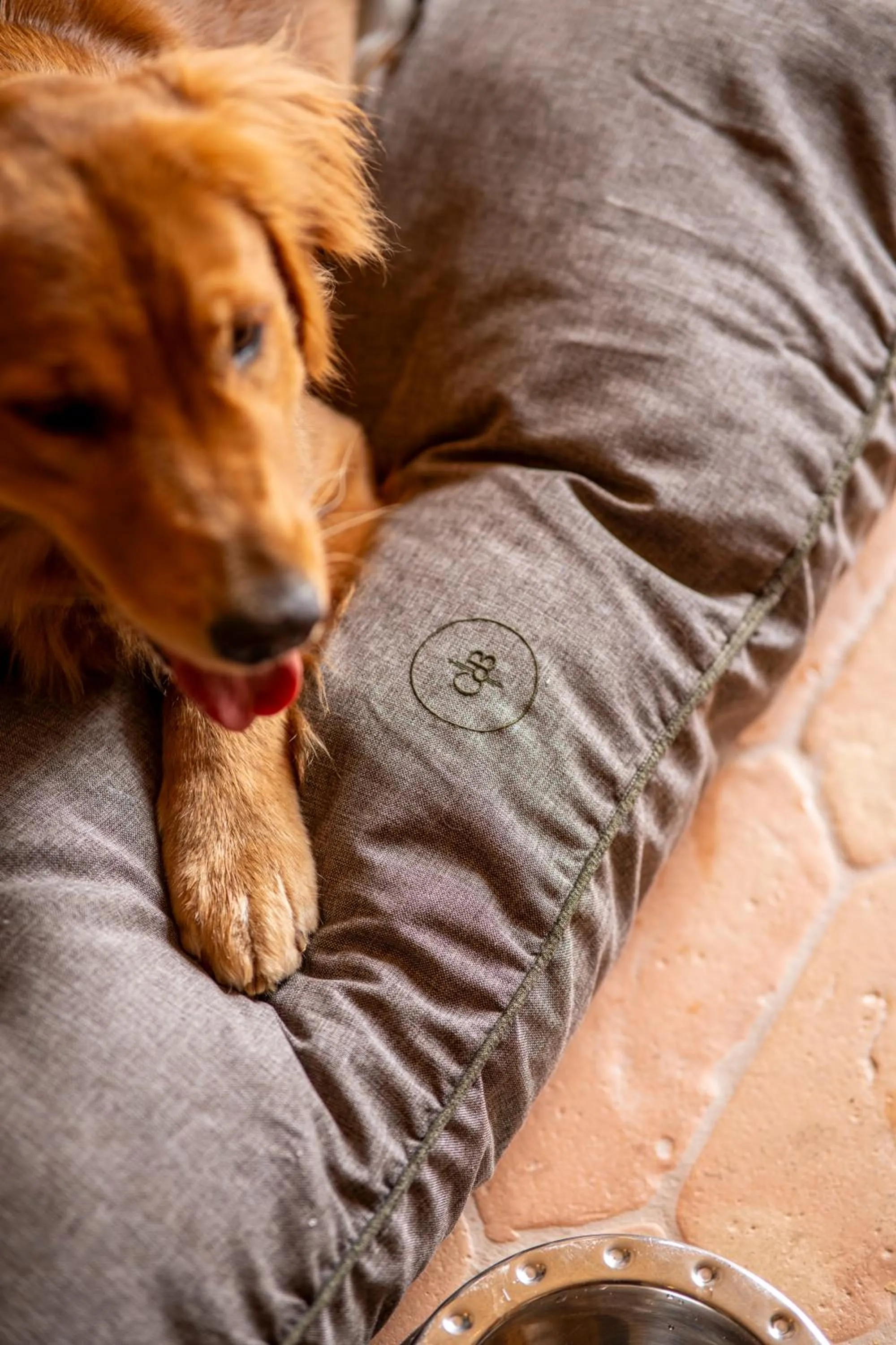 Pets in Rosewood Castiglion del Bosco